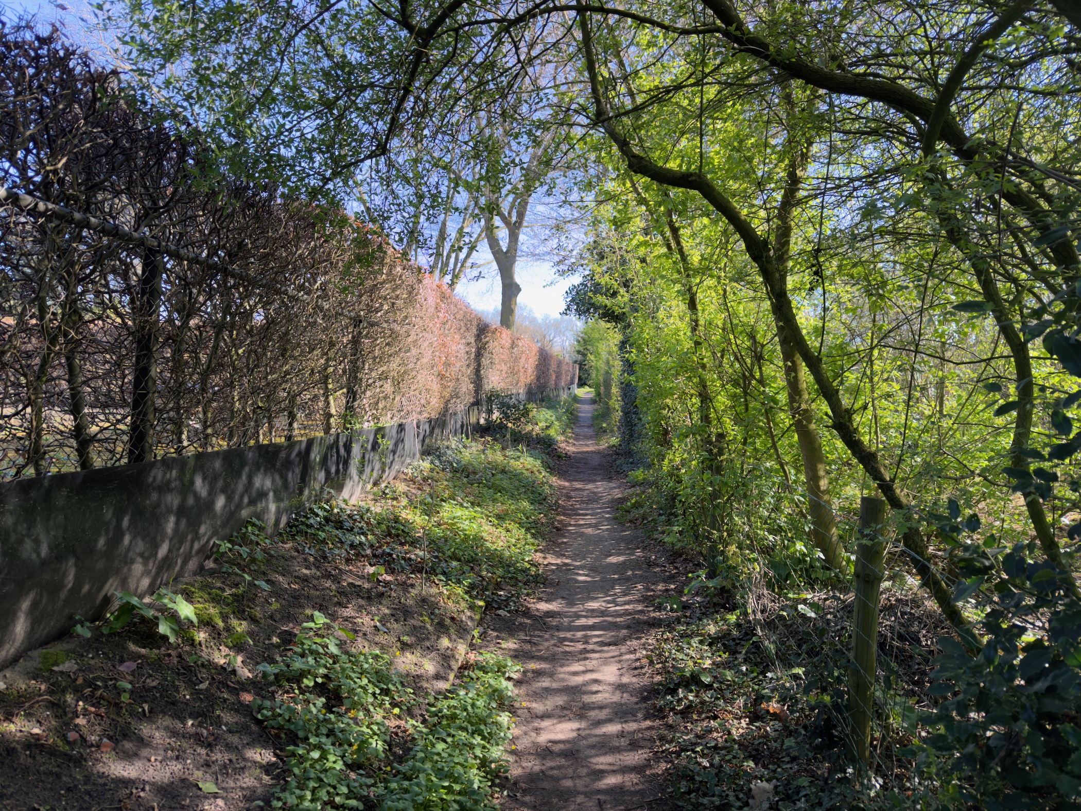 Narrow footpath between a hedge and trees with fresh green spring foliage