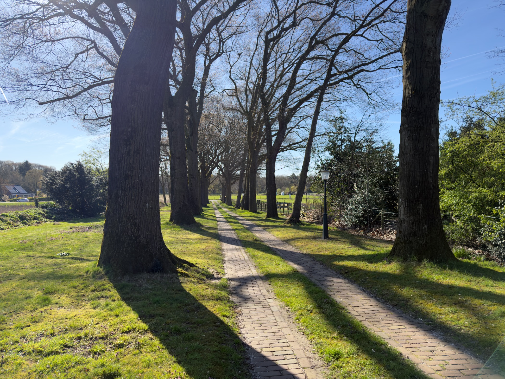 Tree-lined brick path between large oak trees in long shadows