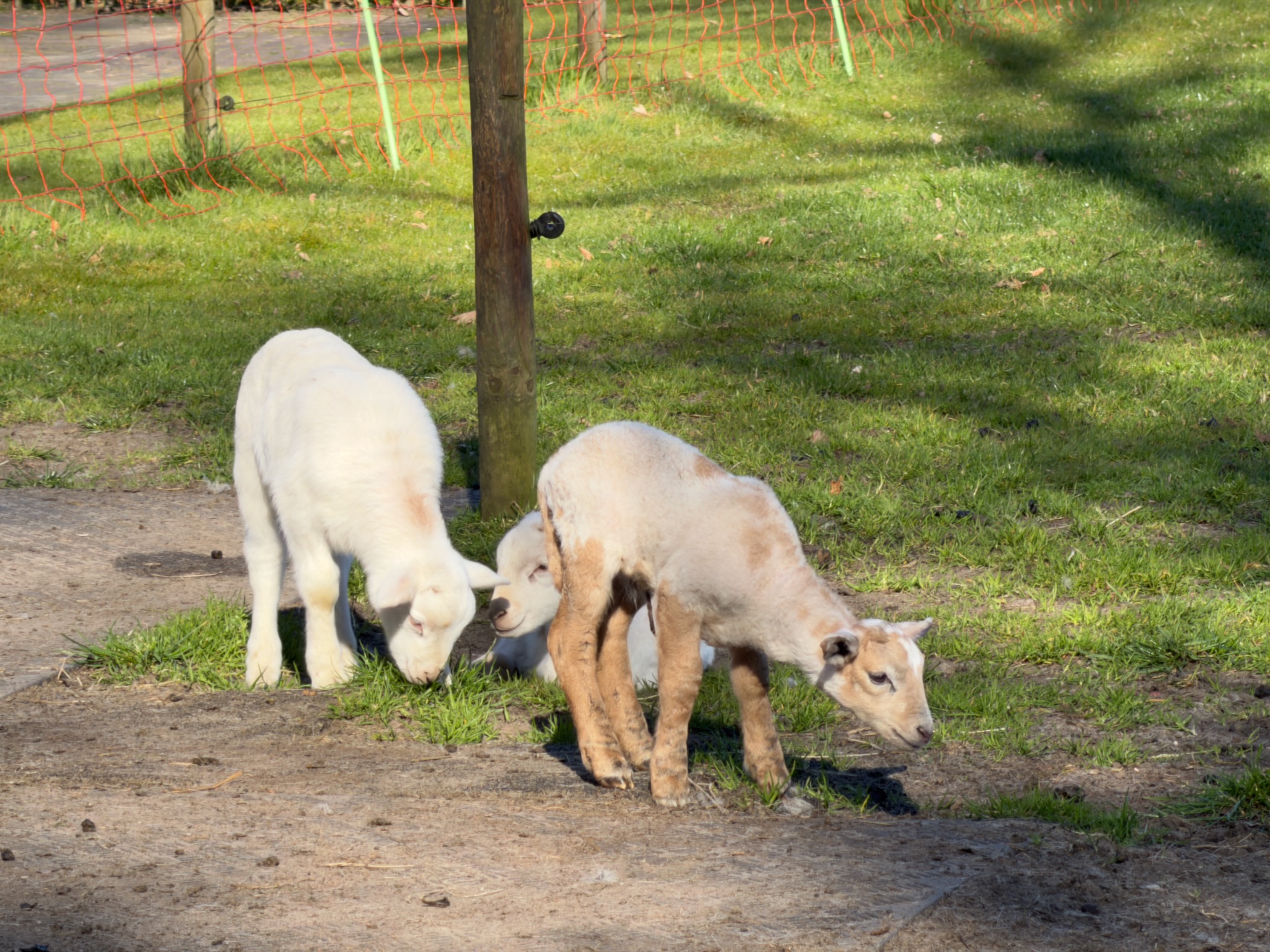 Two young lambs grazing behind an orange fence