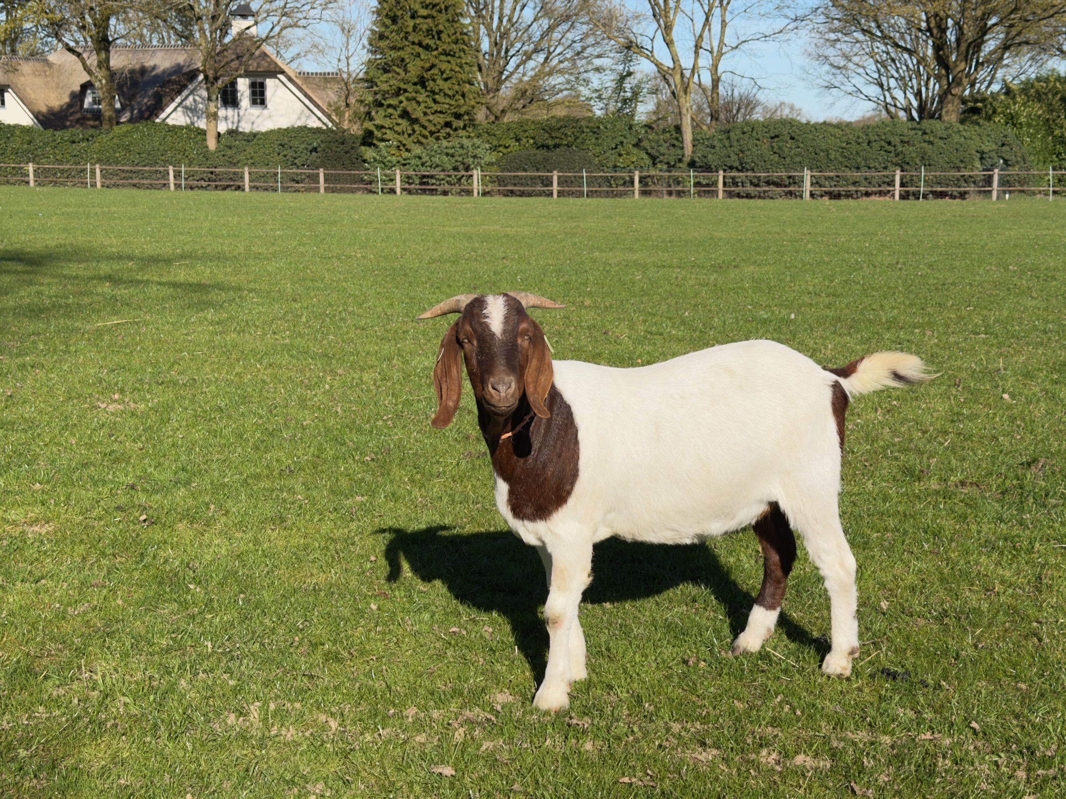 Brown and white Boer goat standing in a green pasture