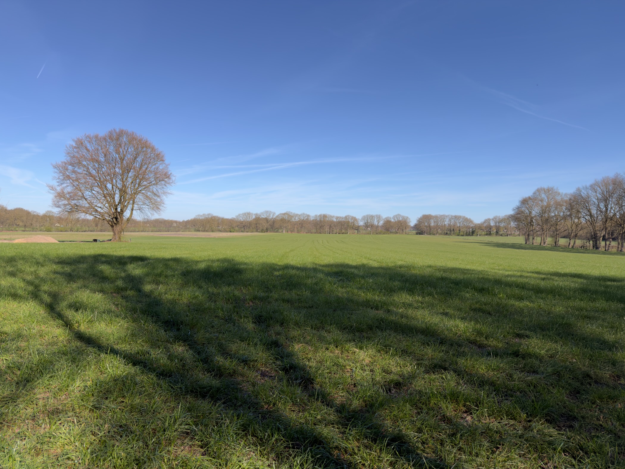 Open green meadow with a lone tree and woodland on the horizon