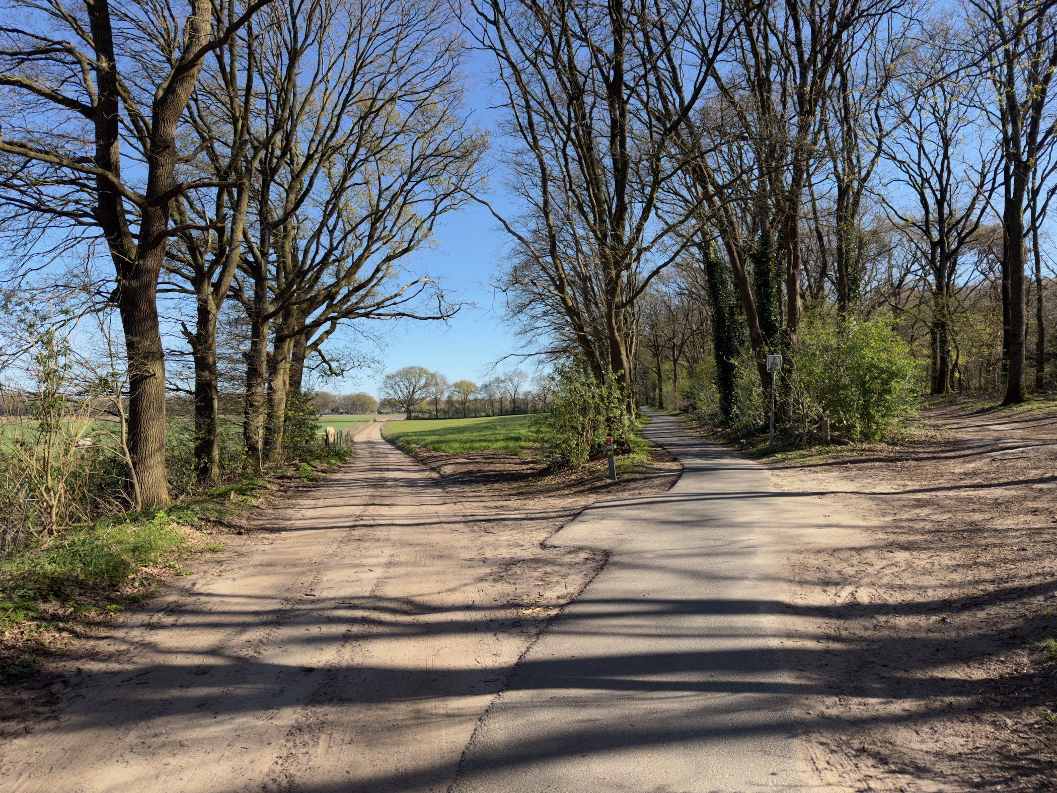 Sandy track junction beneath bare oak trees in early spring