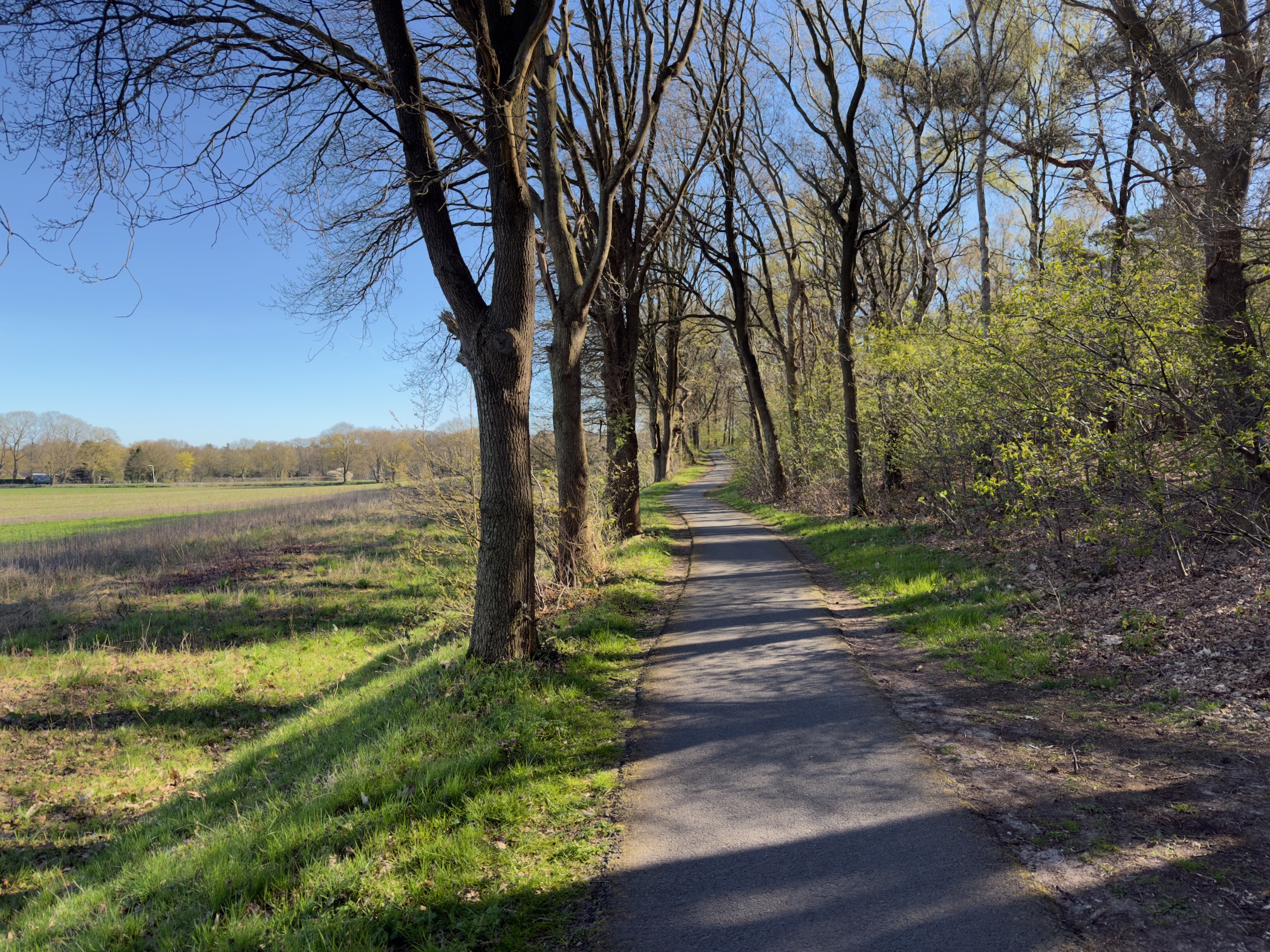 Paved cycle path along a tree-lined avenue beside open fields
