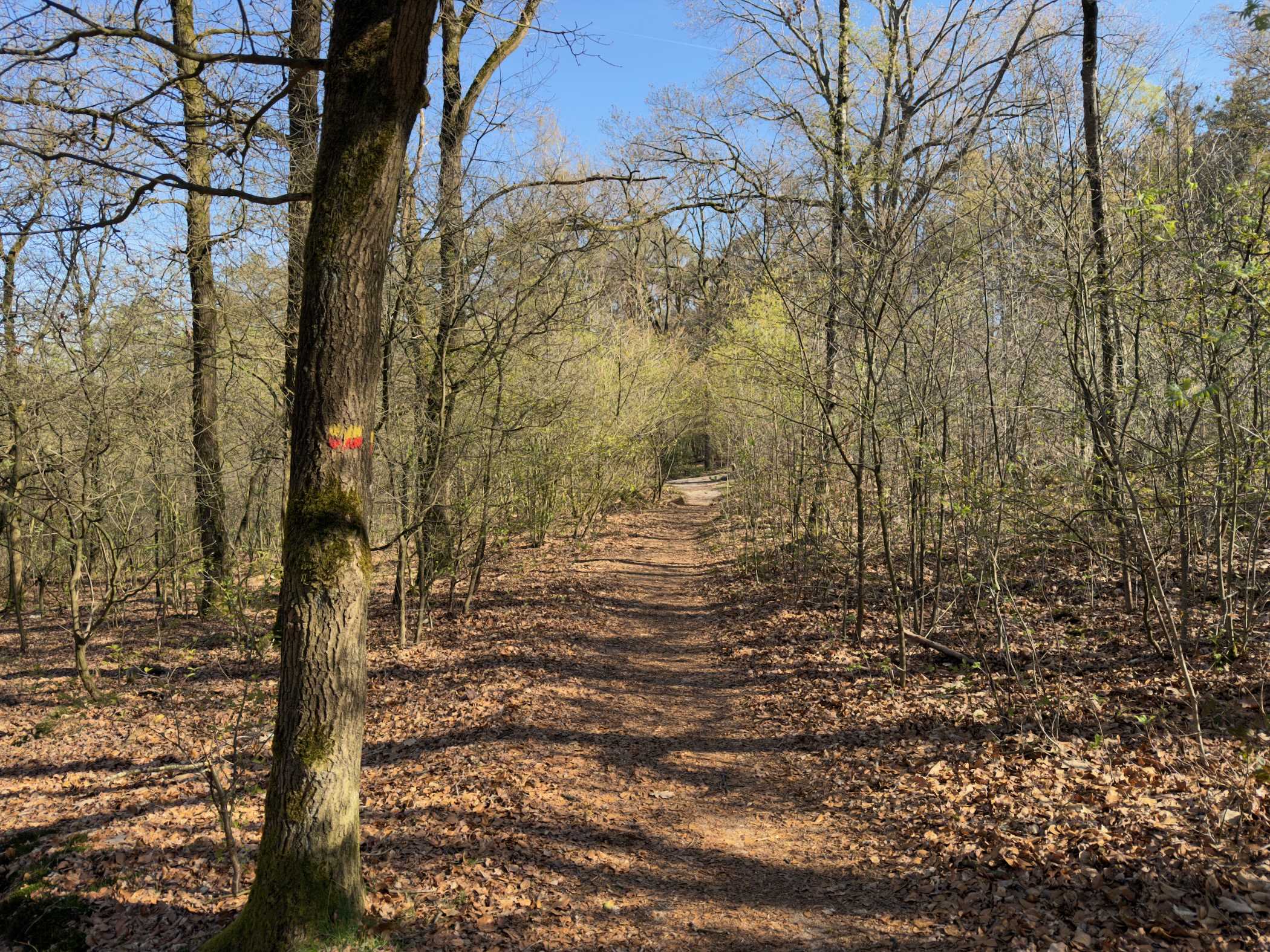 Leaf-covered woodland path with an orange waymark on a tree