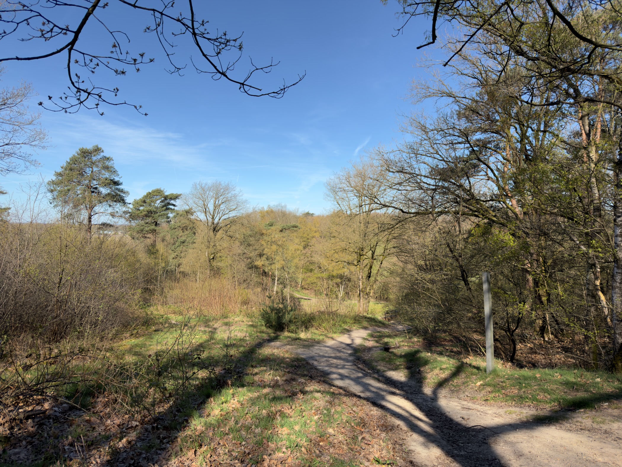 Sandy trail descending through woodland with bare deciduous trees