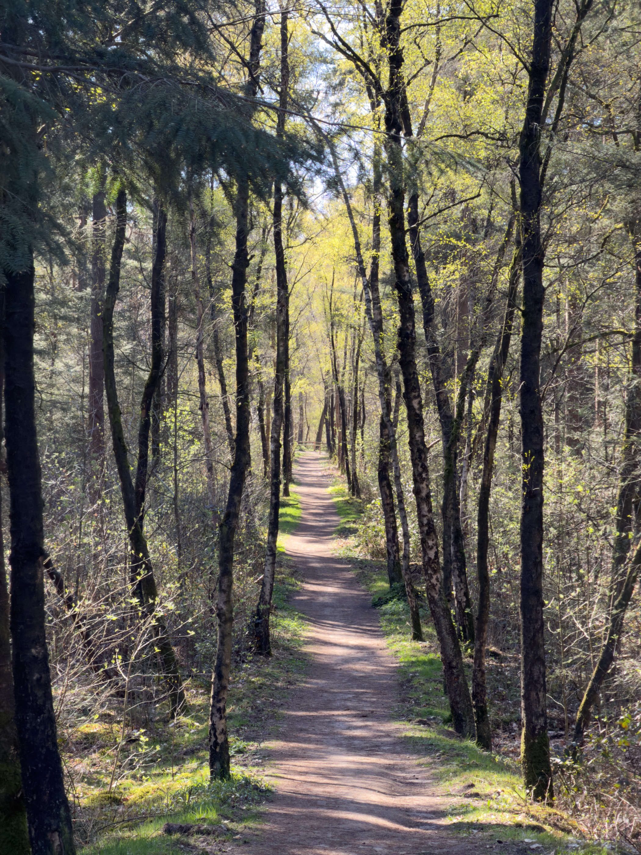 Narrow path through a dense corridor of slender pine trees