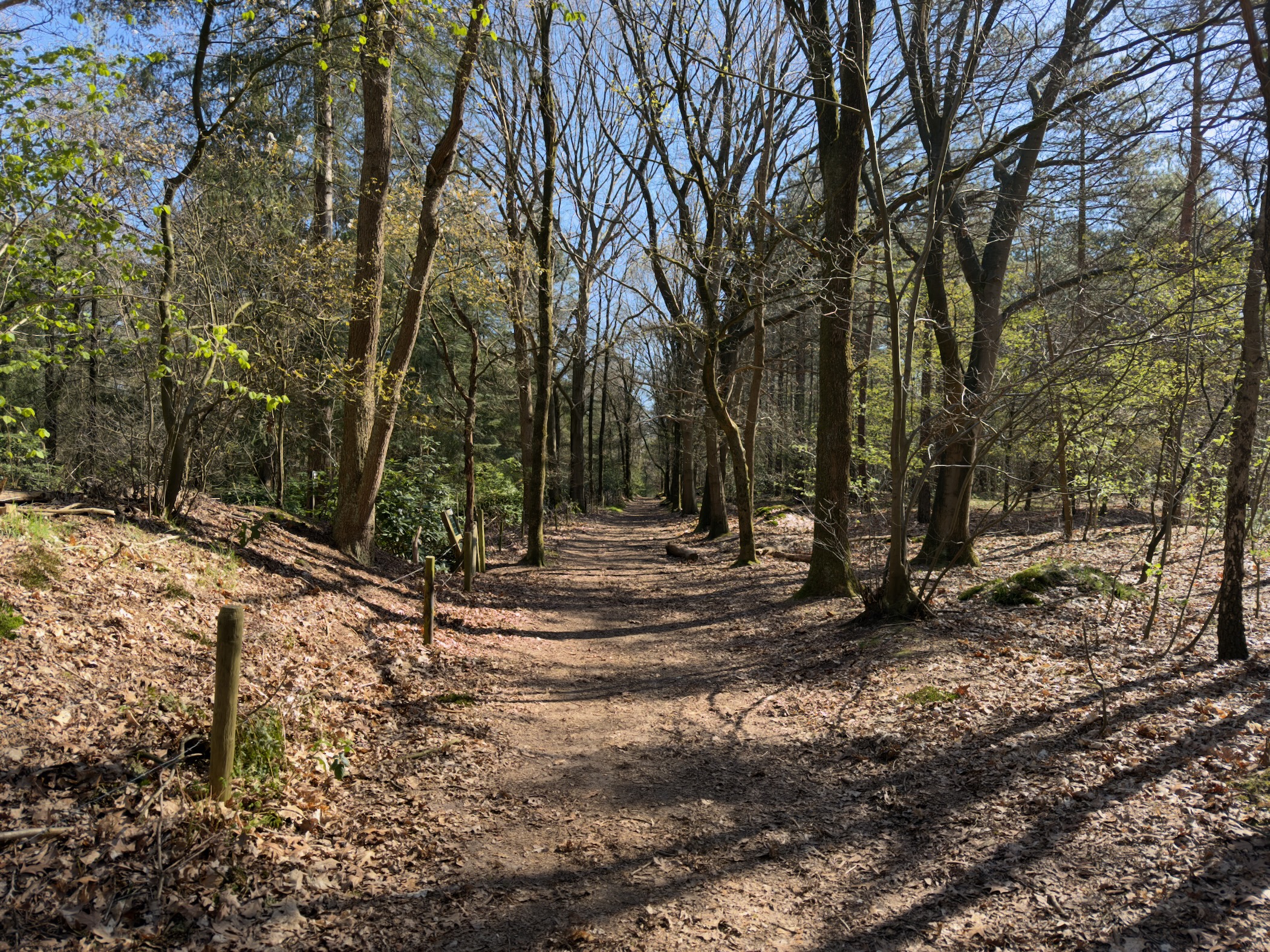 Leaf-covered path through deciduous woodland with bare branches