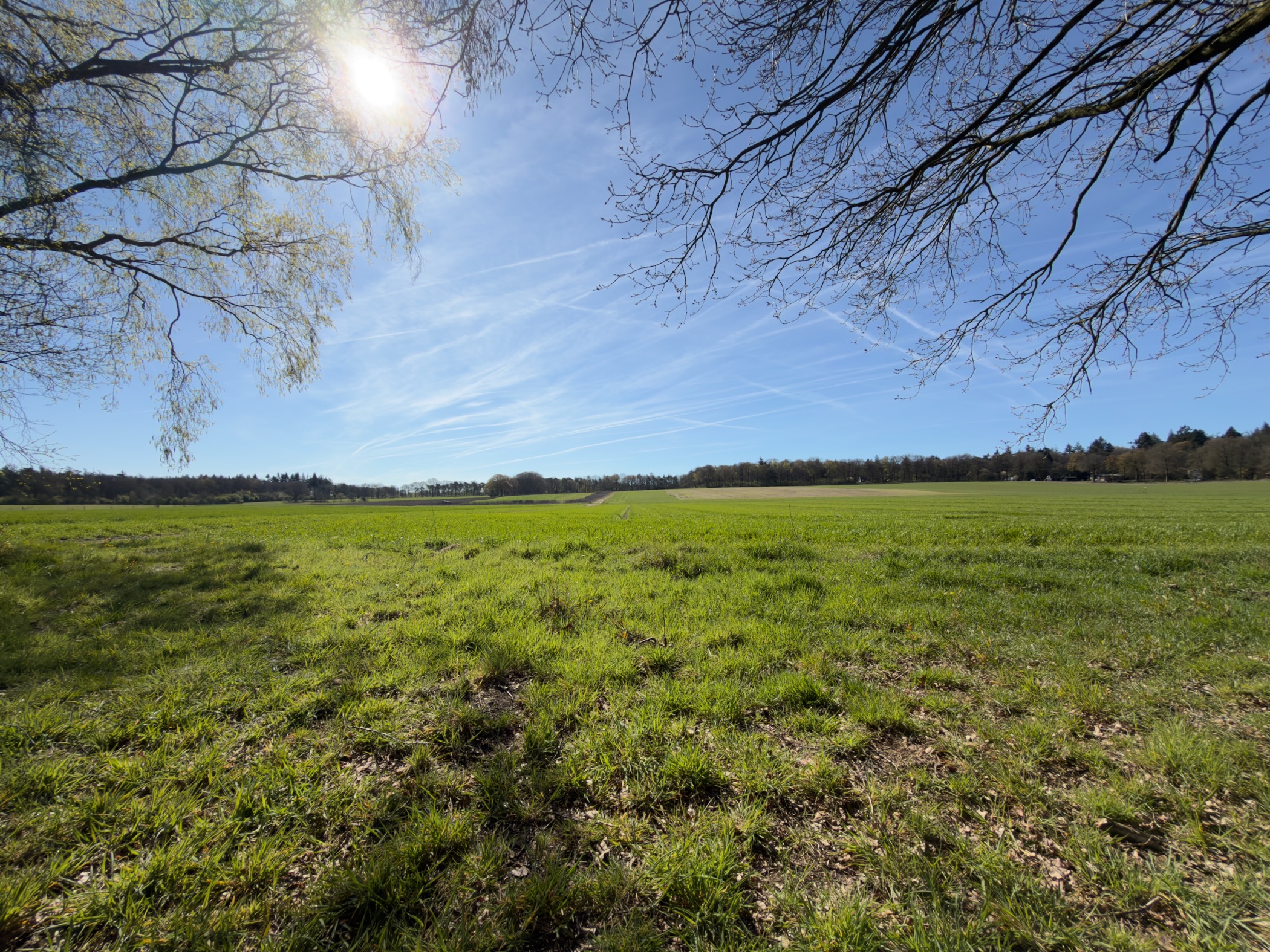Wide open meadow framed by overhanging tree branches with sun overhead