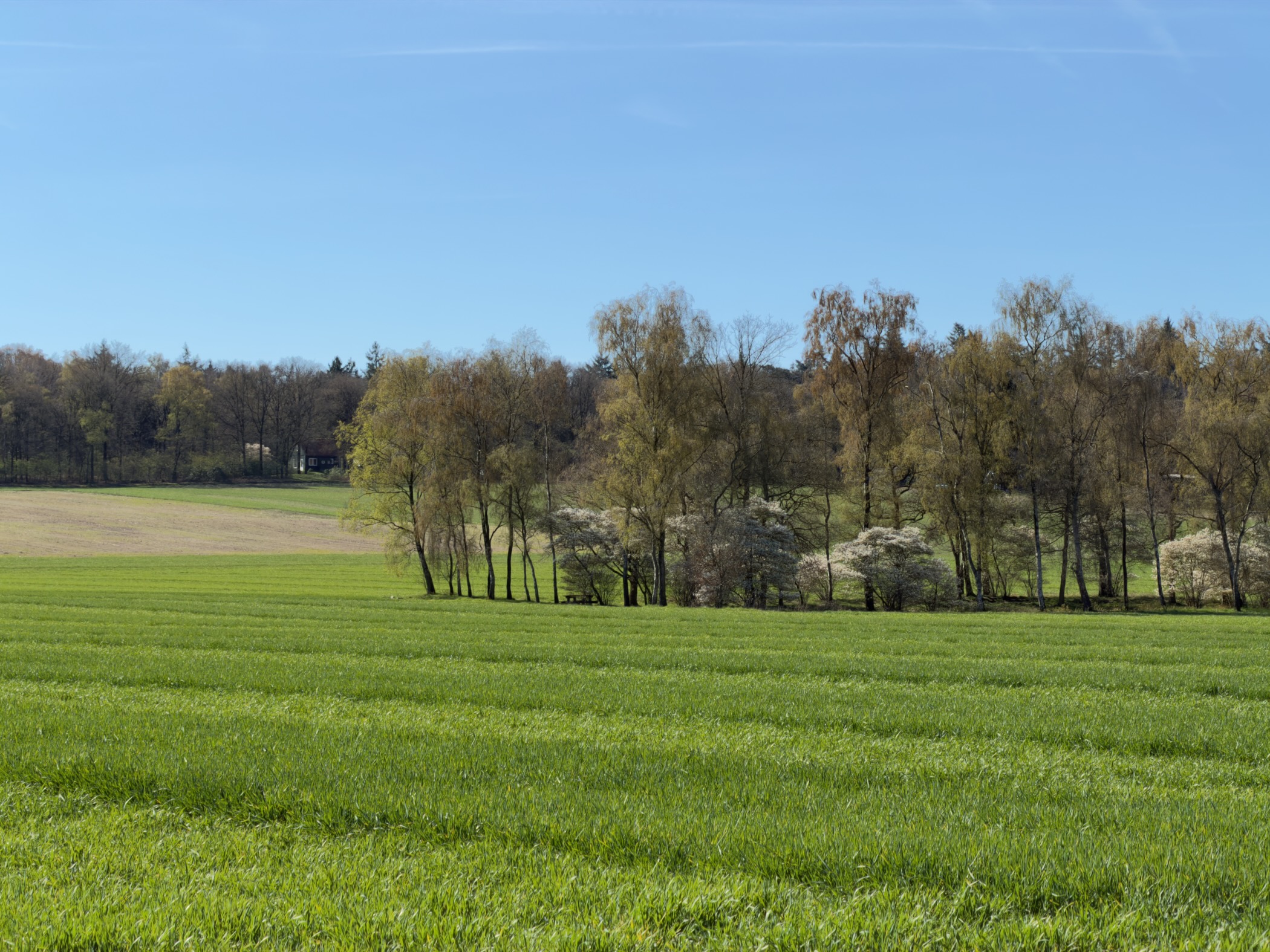 Green field with a row of trees in fresh spring colours on the horizon