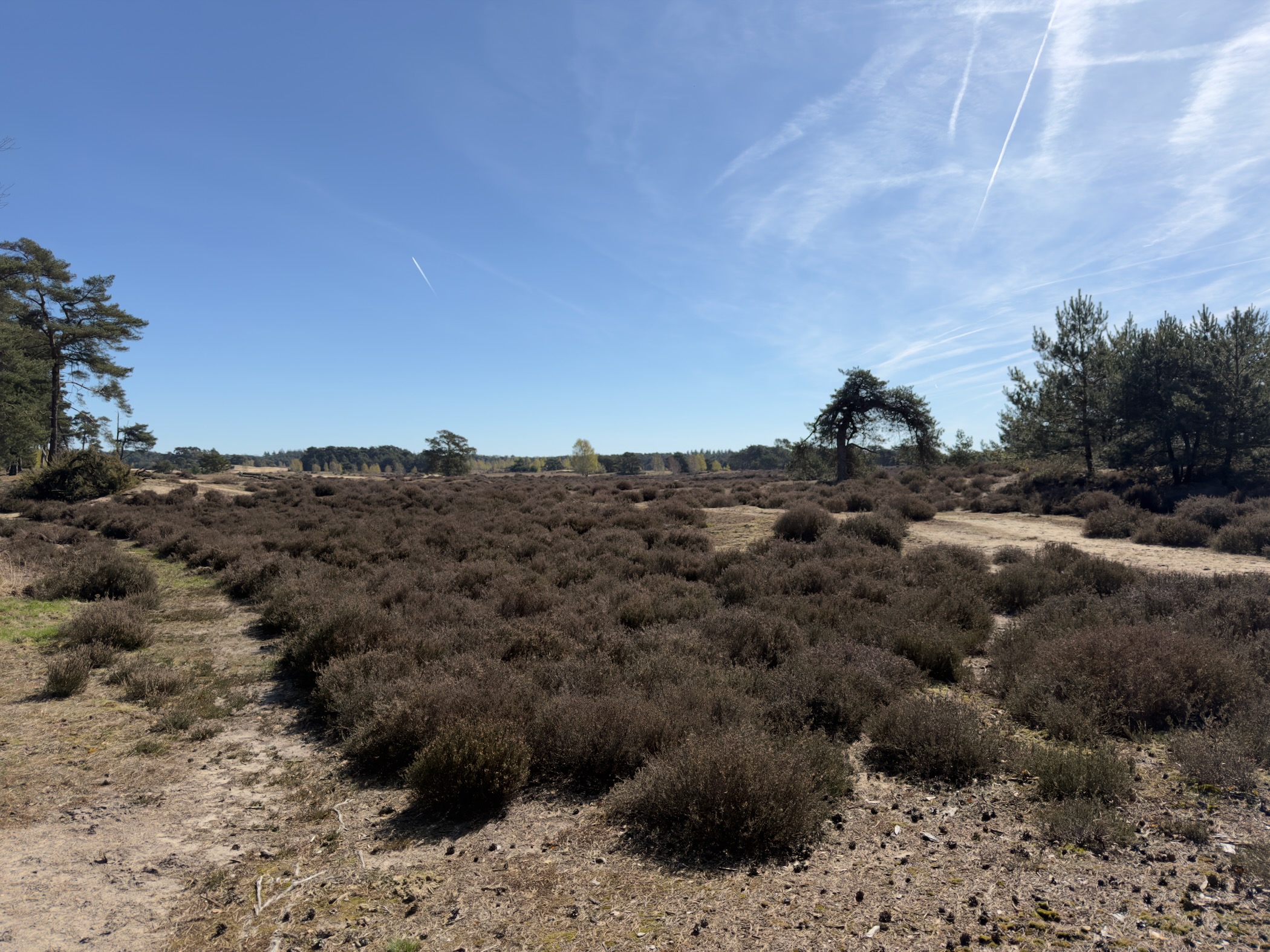 Open heathland of Wekeromse Zand with patches of heather and pines
