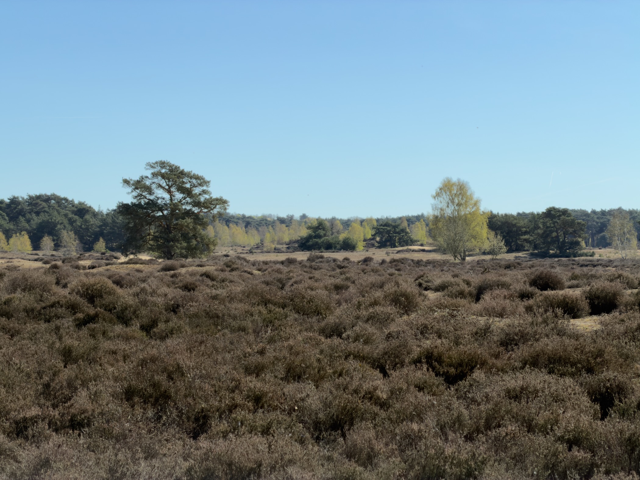 Wide heather field with a lone pine and birch trees in the background