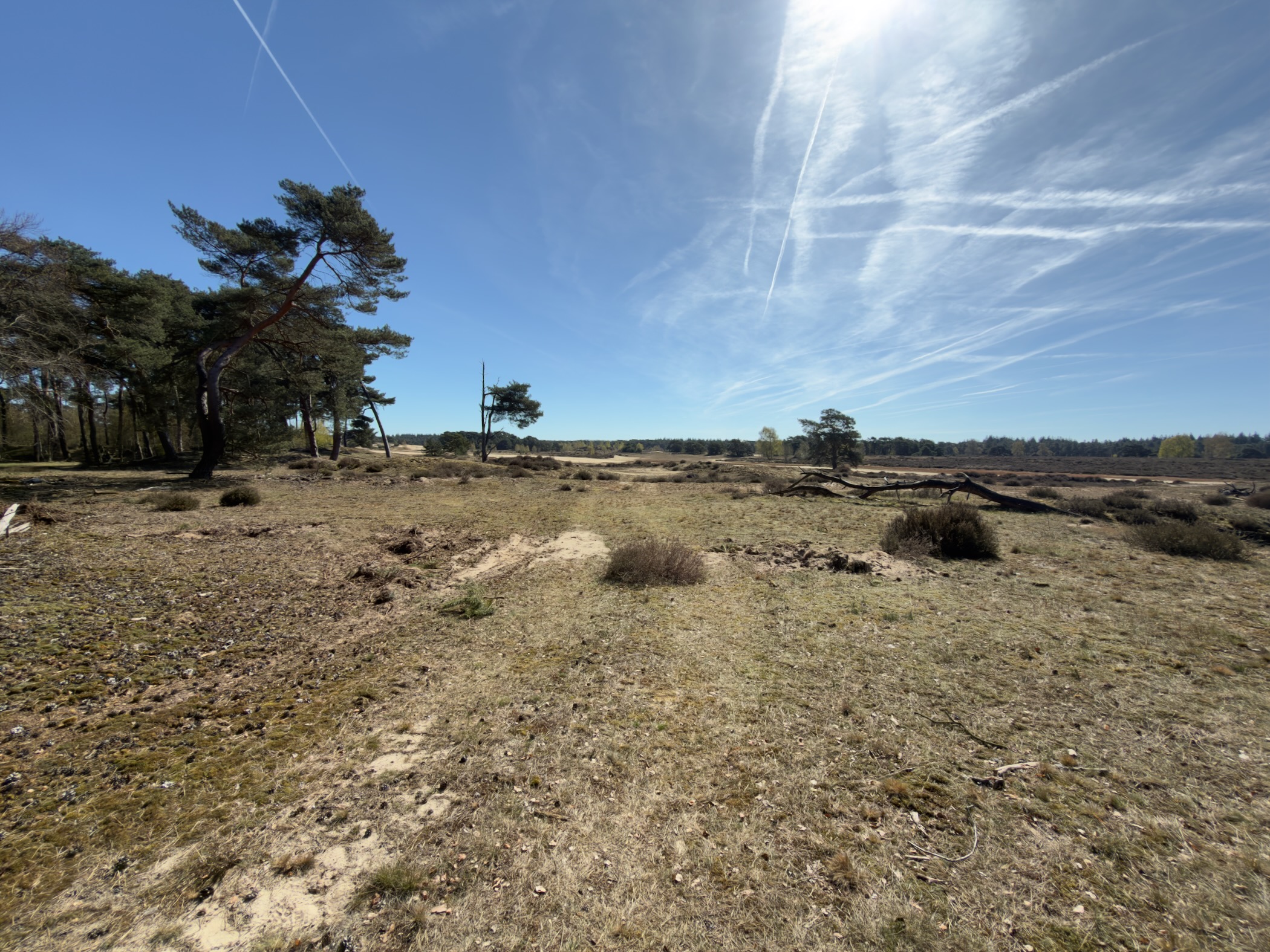 Open sandy heathland with scattered pines and a fallen tree