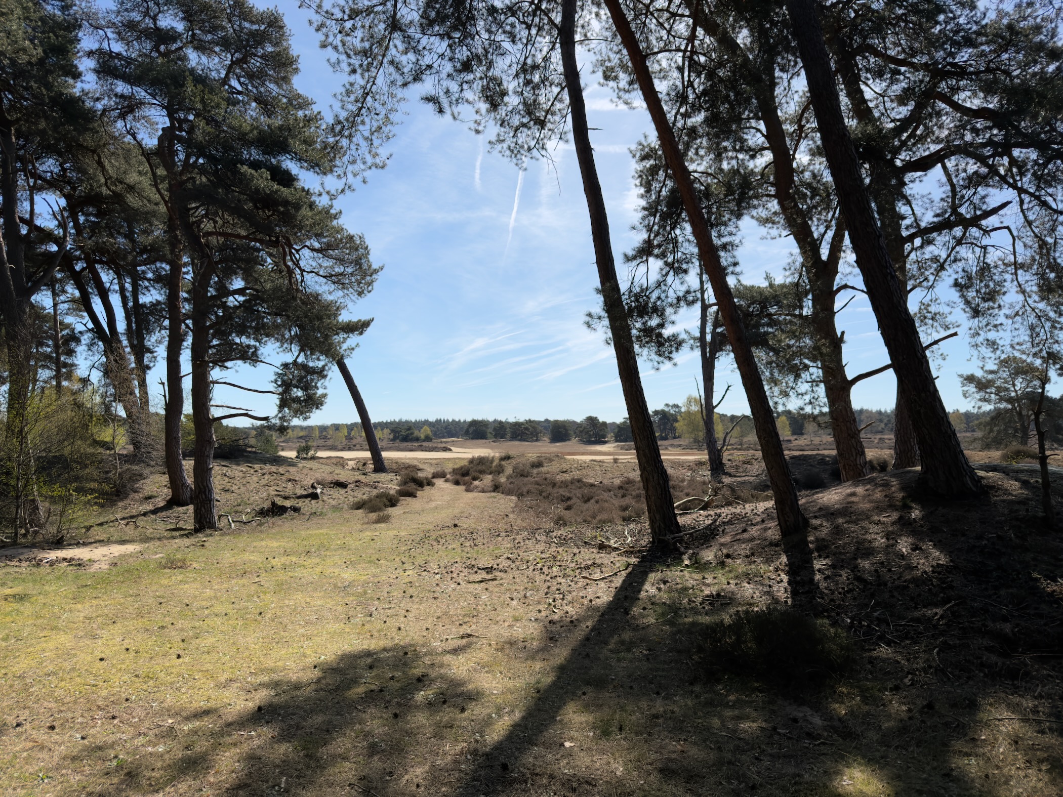 Pine trees framing a view across the Wekeromse Zand sand drift