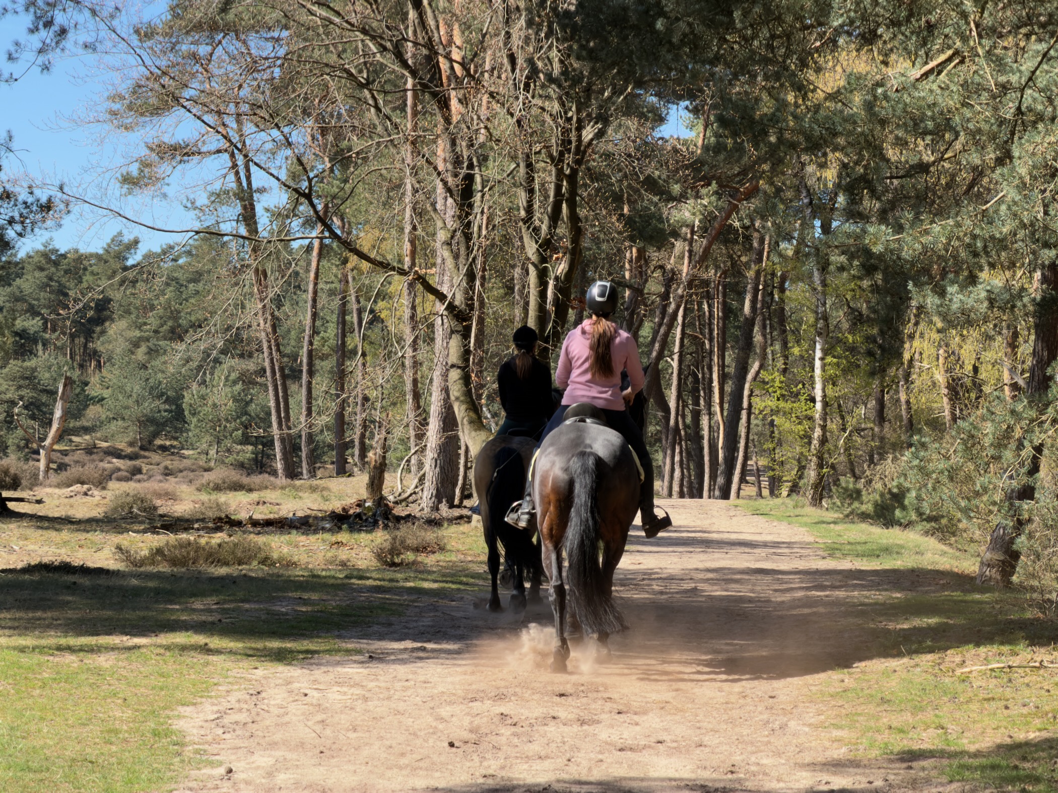 Two horse riders on a sandy forest track kicking up dust