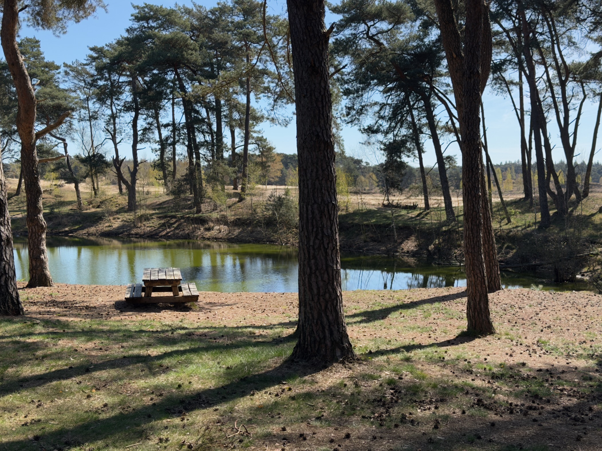 Picnic table by a small pond surrounded by tall pine trees
