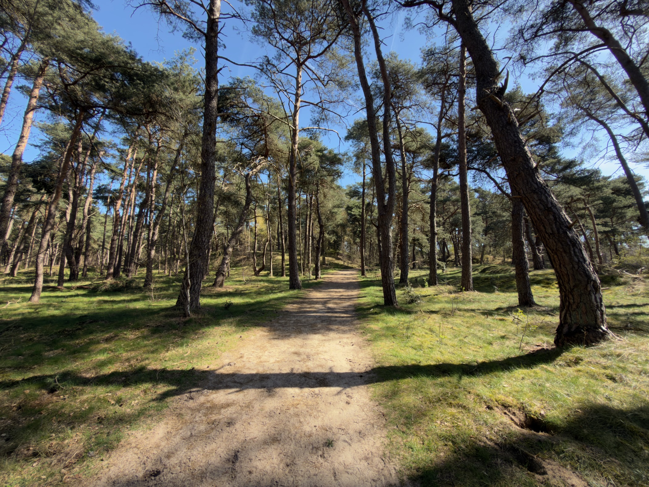 Sandy path through open pine forest with grassy undergrowth