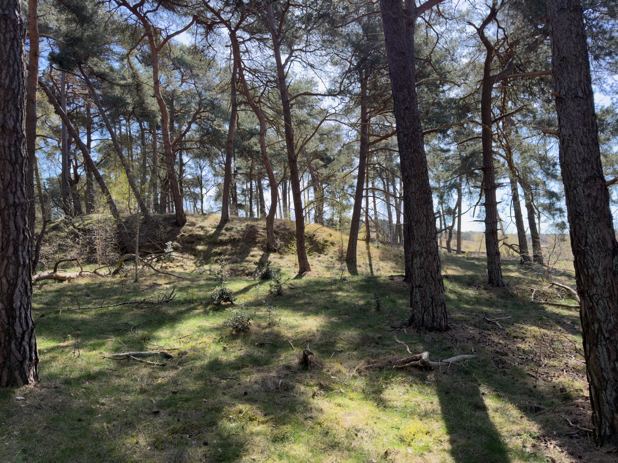 Mossy slope with scattered pine trees and dappled sunlight