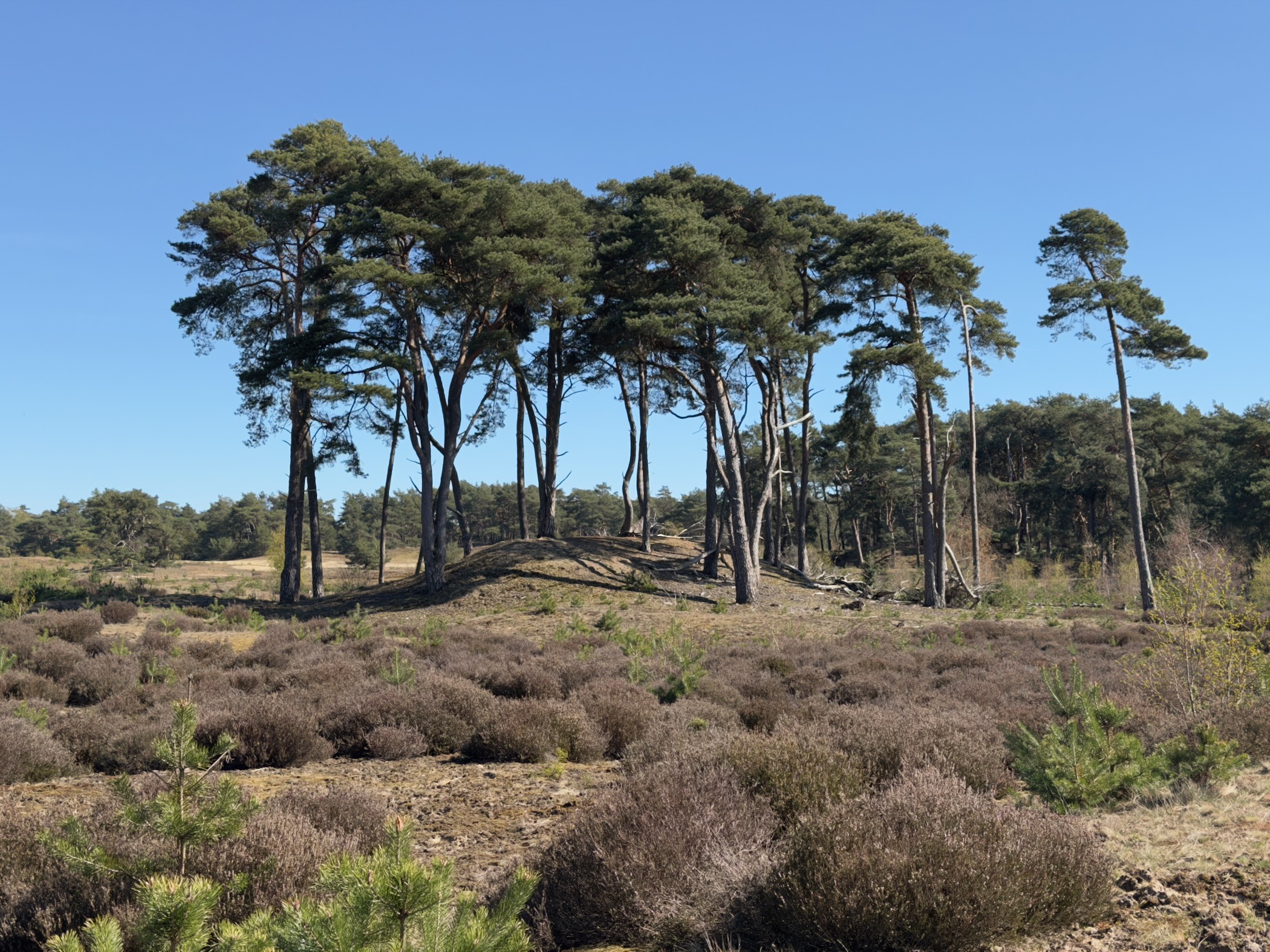 Cluster of tall windswept pines on a sandy mound above heather