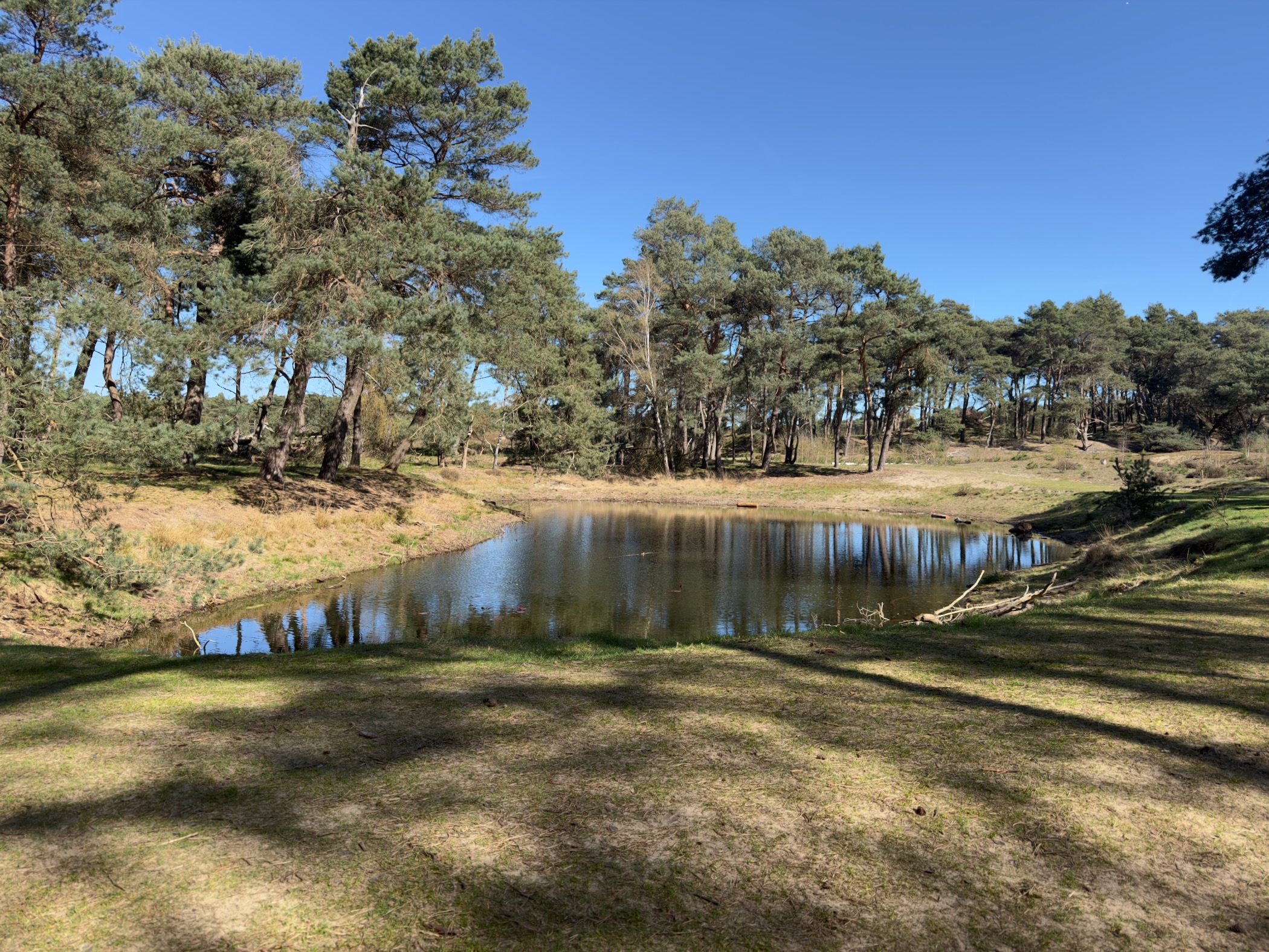 Small pond reflecting pine trees on a sunny day in the sand drift