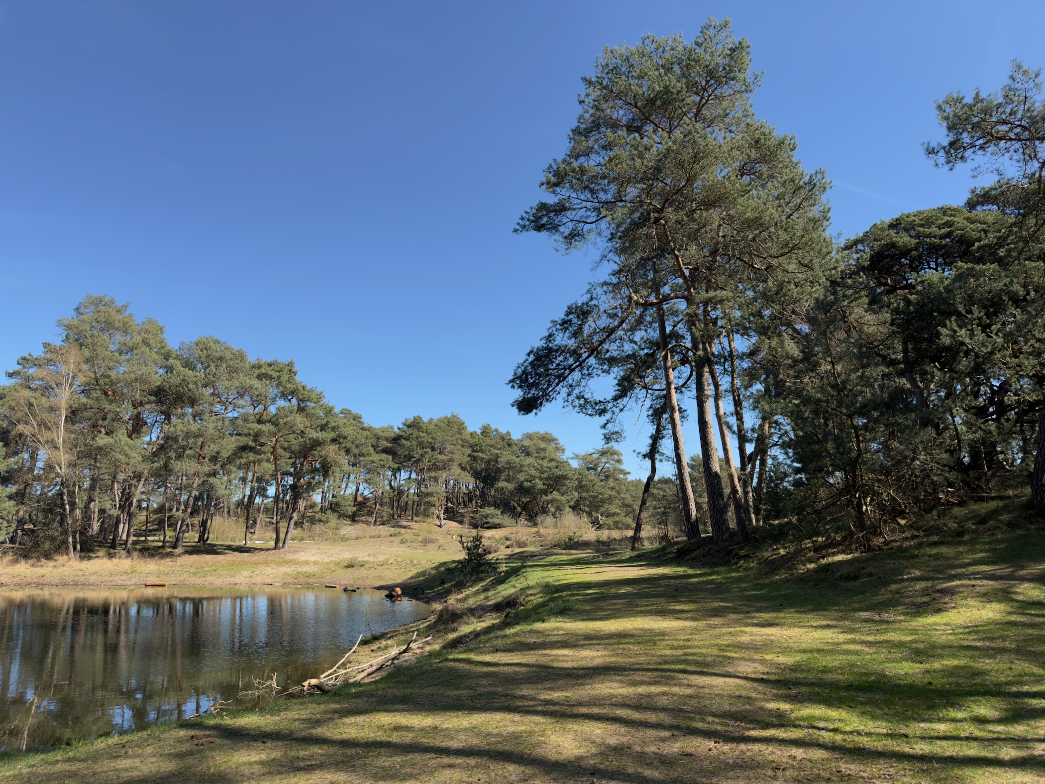 Pond with pine trees and grassy banks under a clear blue sky