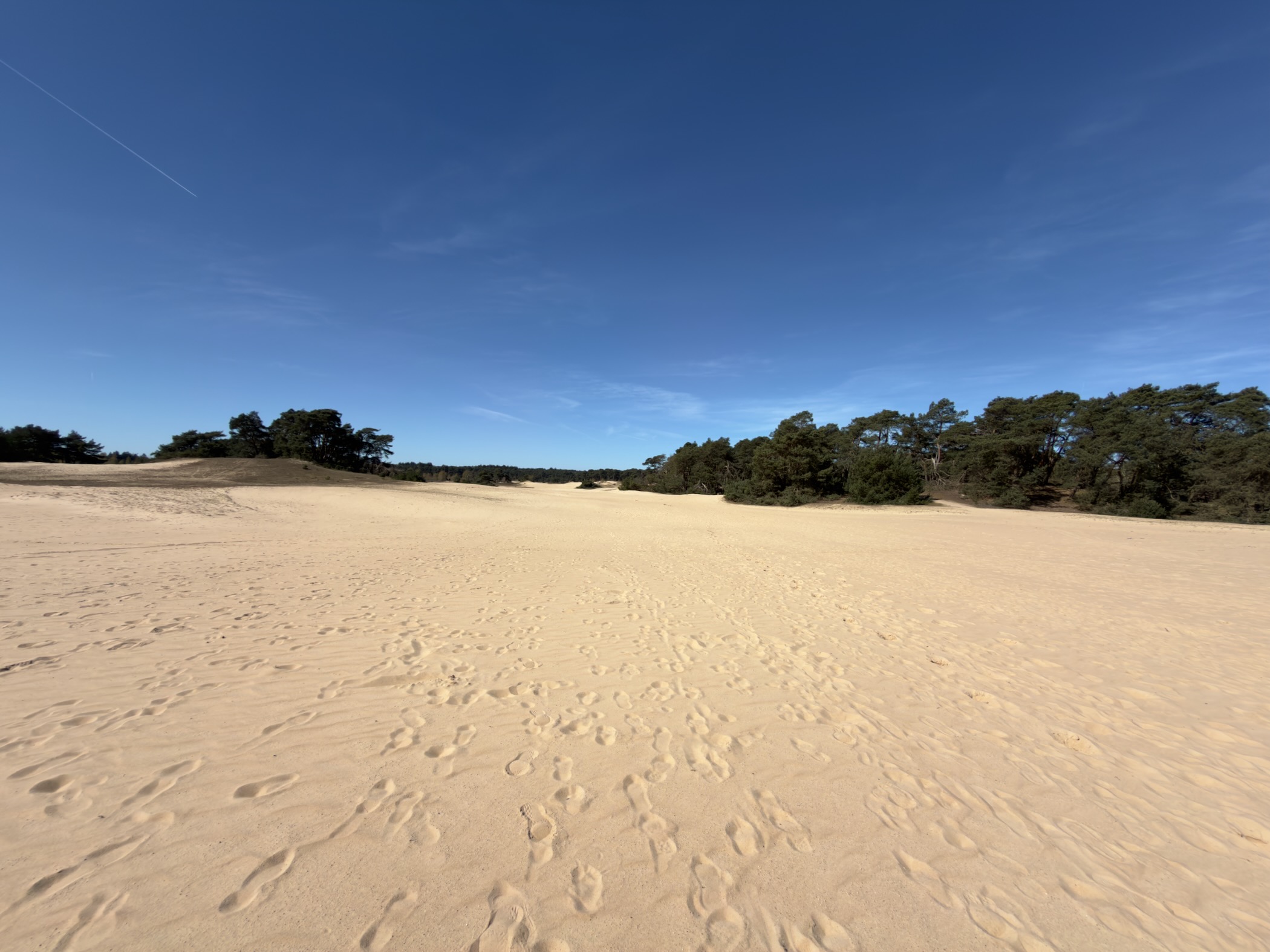Vast open sand drift with footprints leading toward distant pines