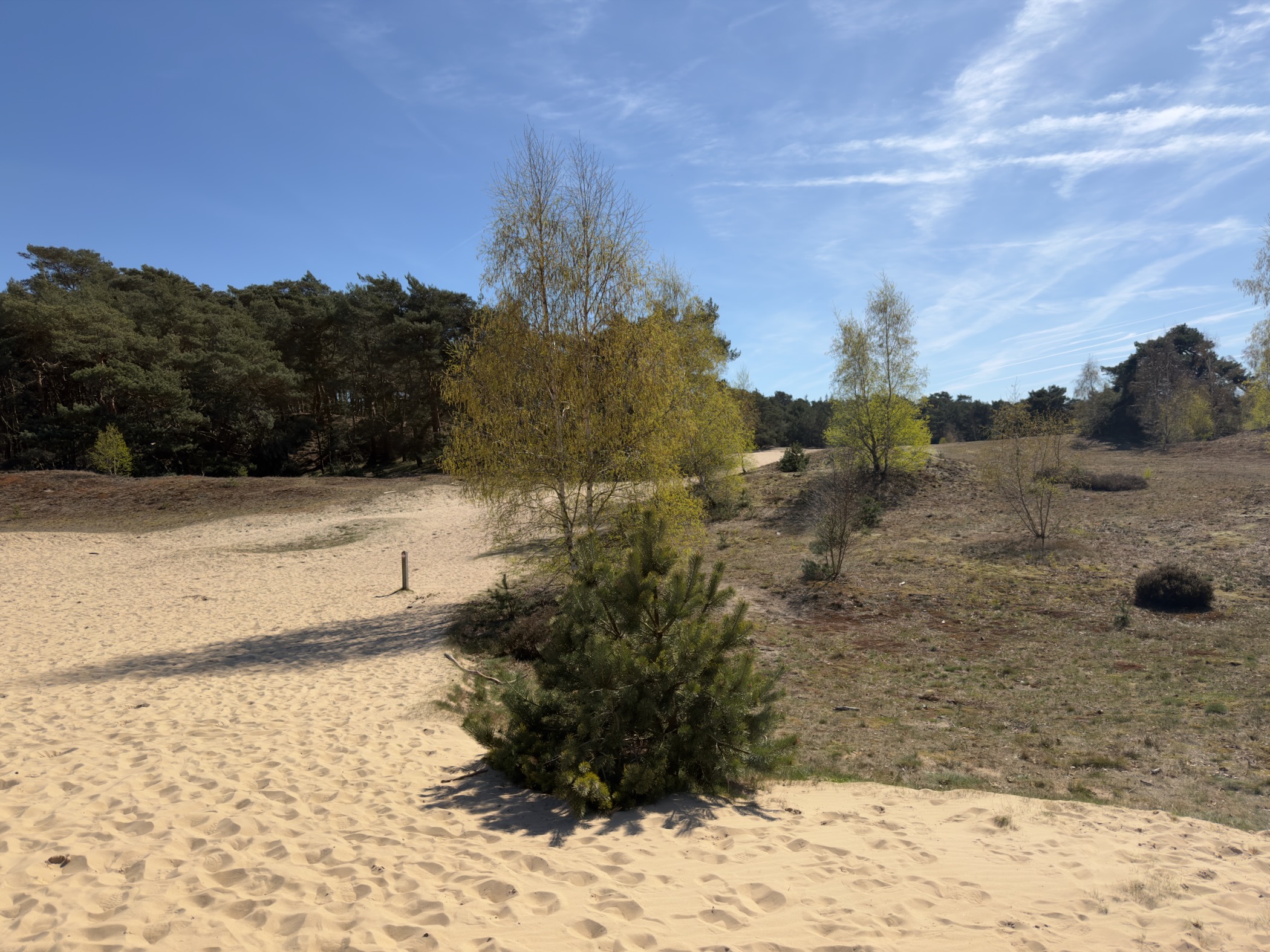 Edge of the sand drift with a young pine and birch on the dune