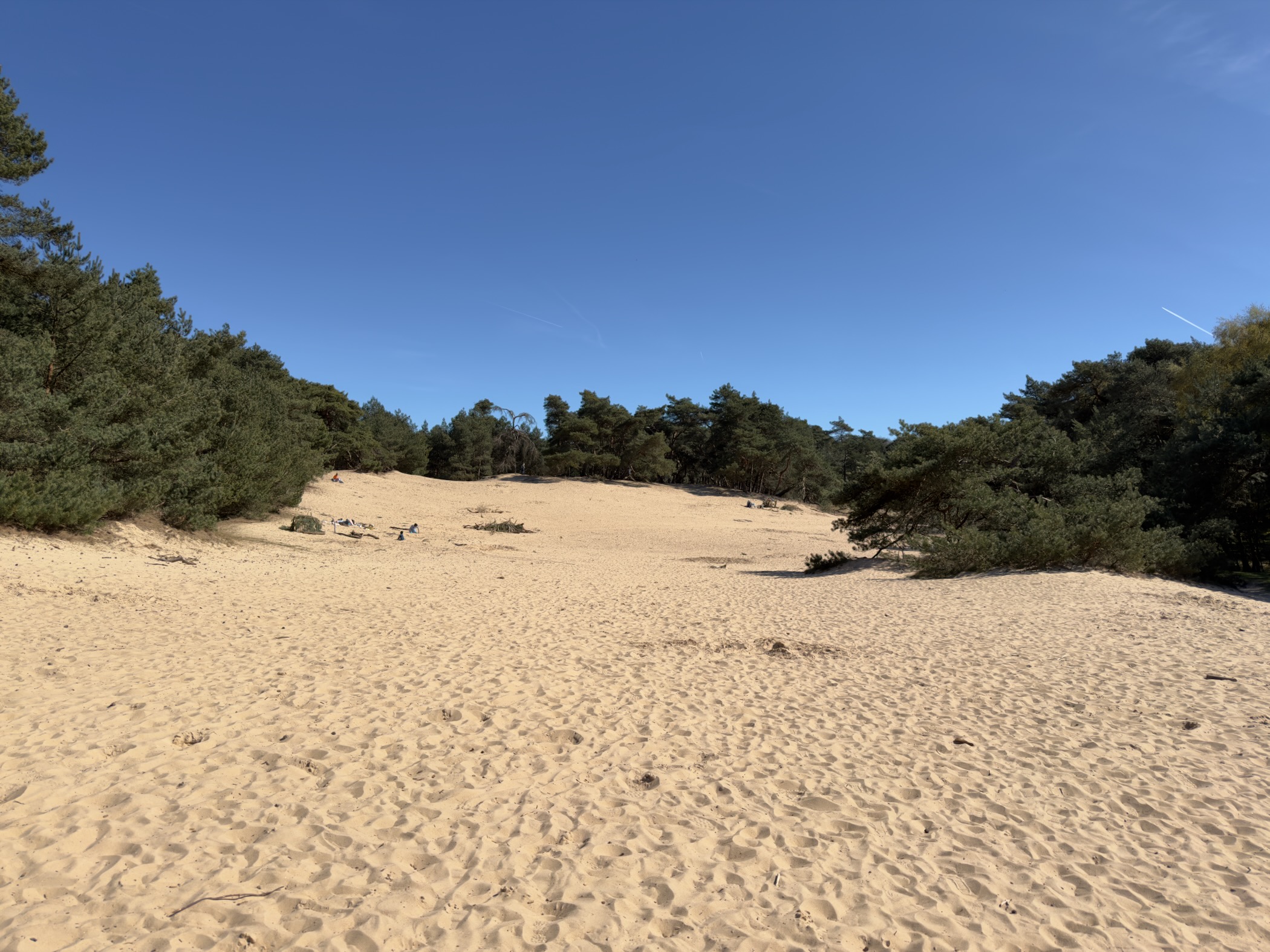 Wide sandy bowl of the Wekeromse Zand surrounded by pine forest