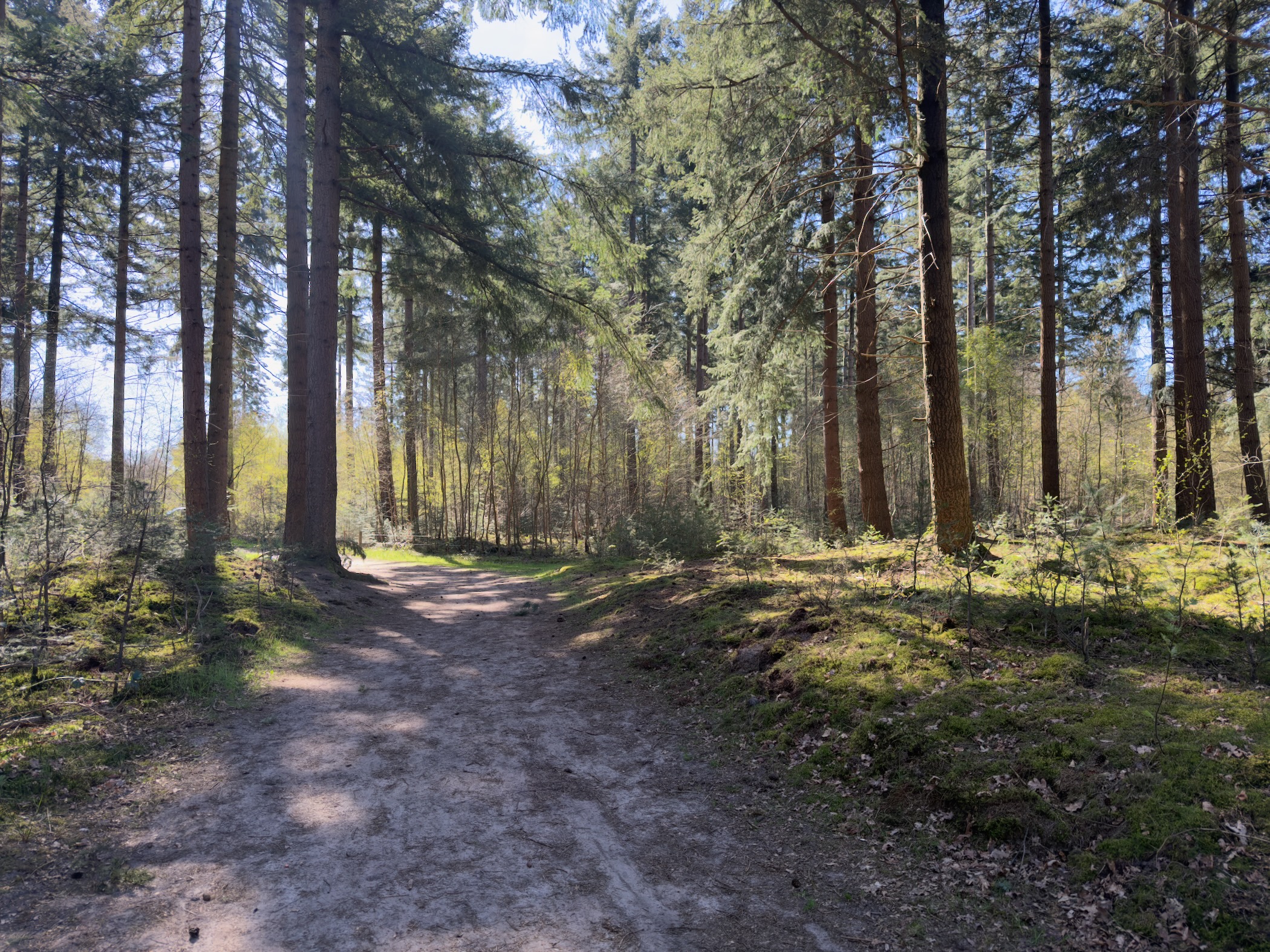 Sandy path through tall conifers with sun streaming through the trees