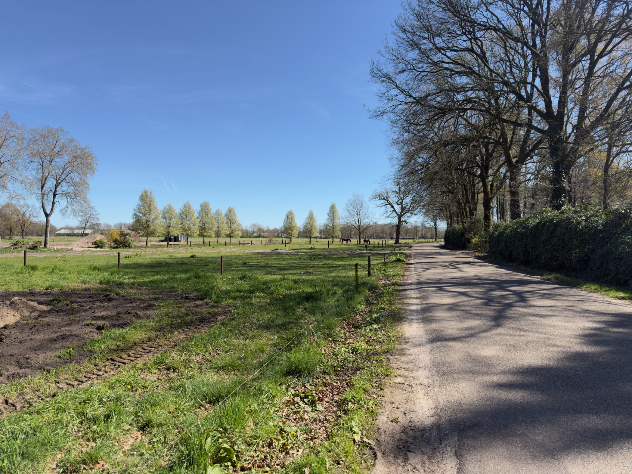 Quiet rural lane with poplar trees and grazing animals in the distance