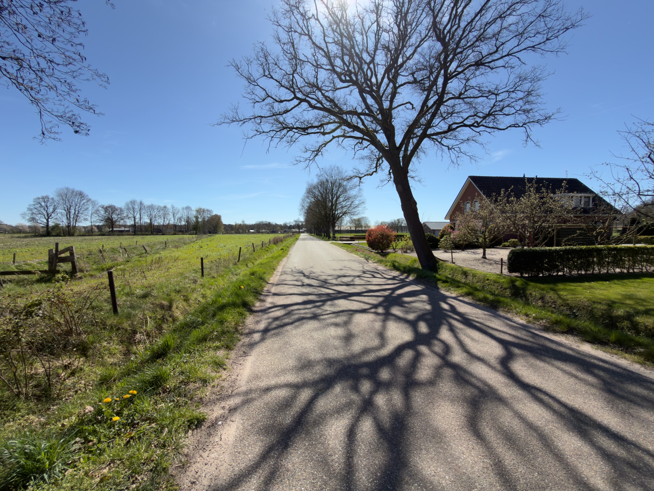 Quiet country road with long shadows from a bare oak tree