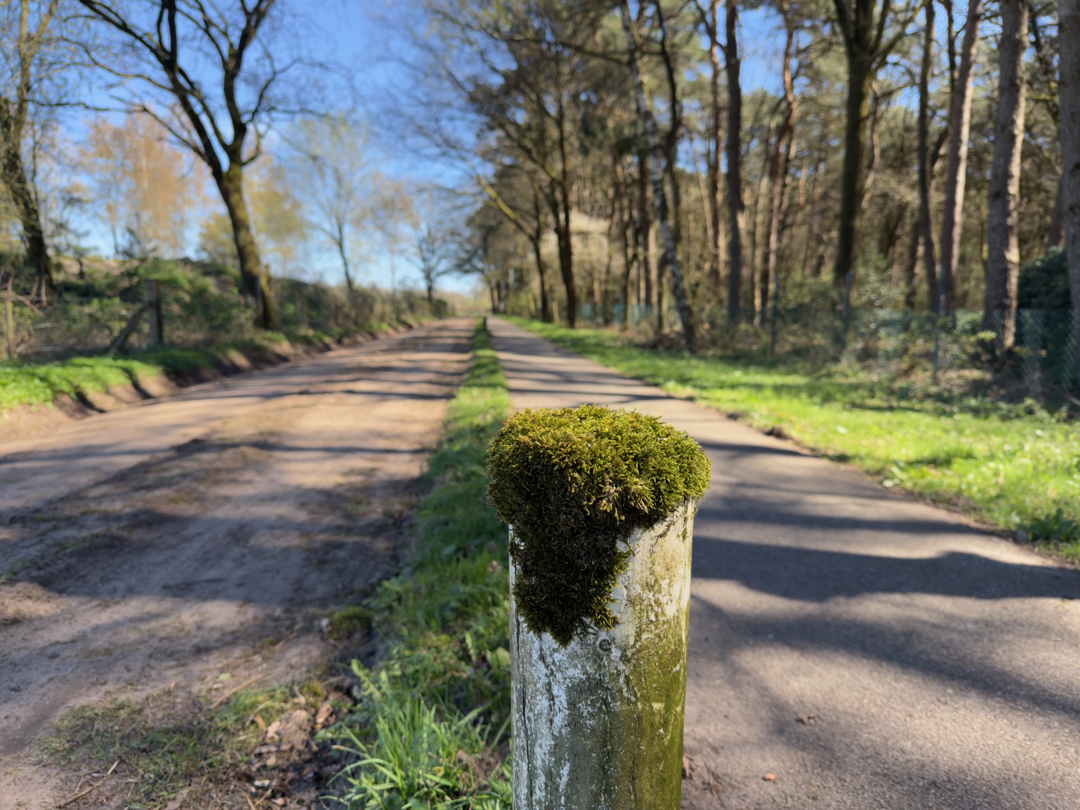 Moss-topped wooden post beside a country road through woodland