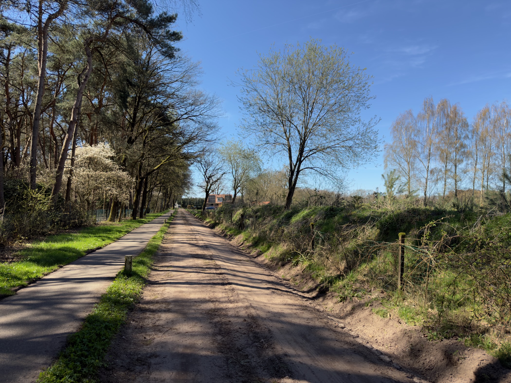 Sandy lane with grass strip running between pine forest and meadow
