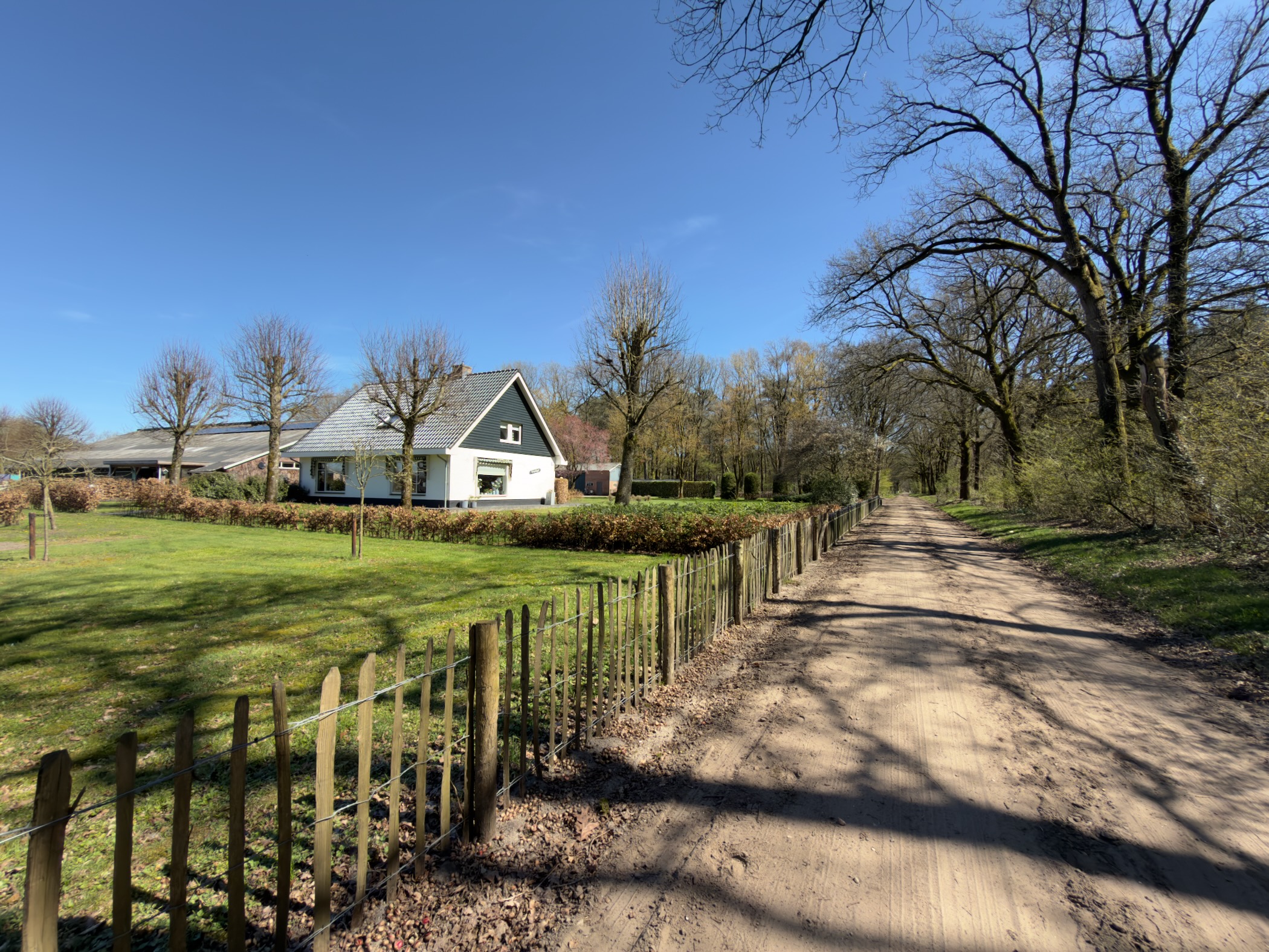 White house with hedges along a fenced sandy lane lined with oaks