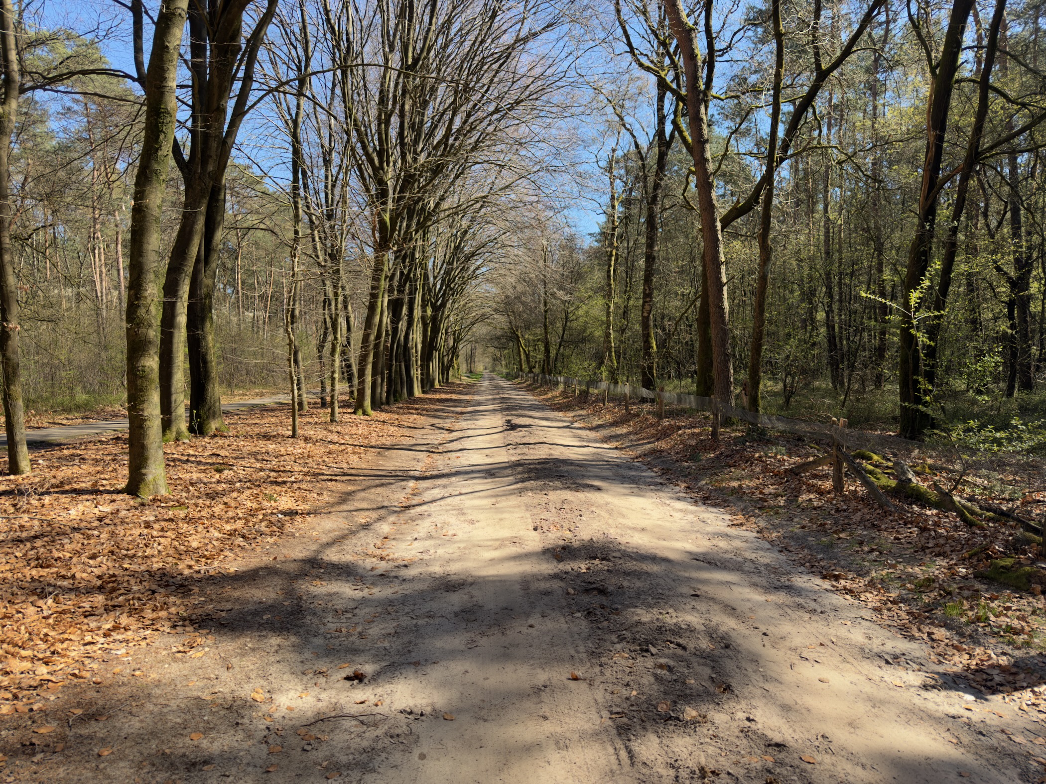 Wide sandy forest road through tall deciduous trees