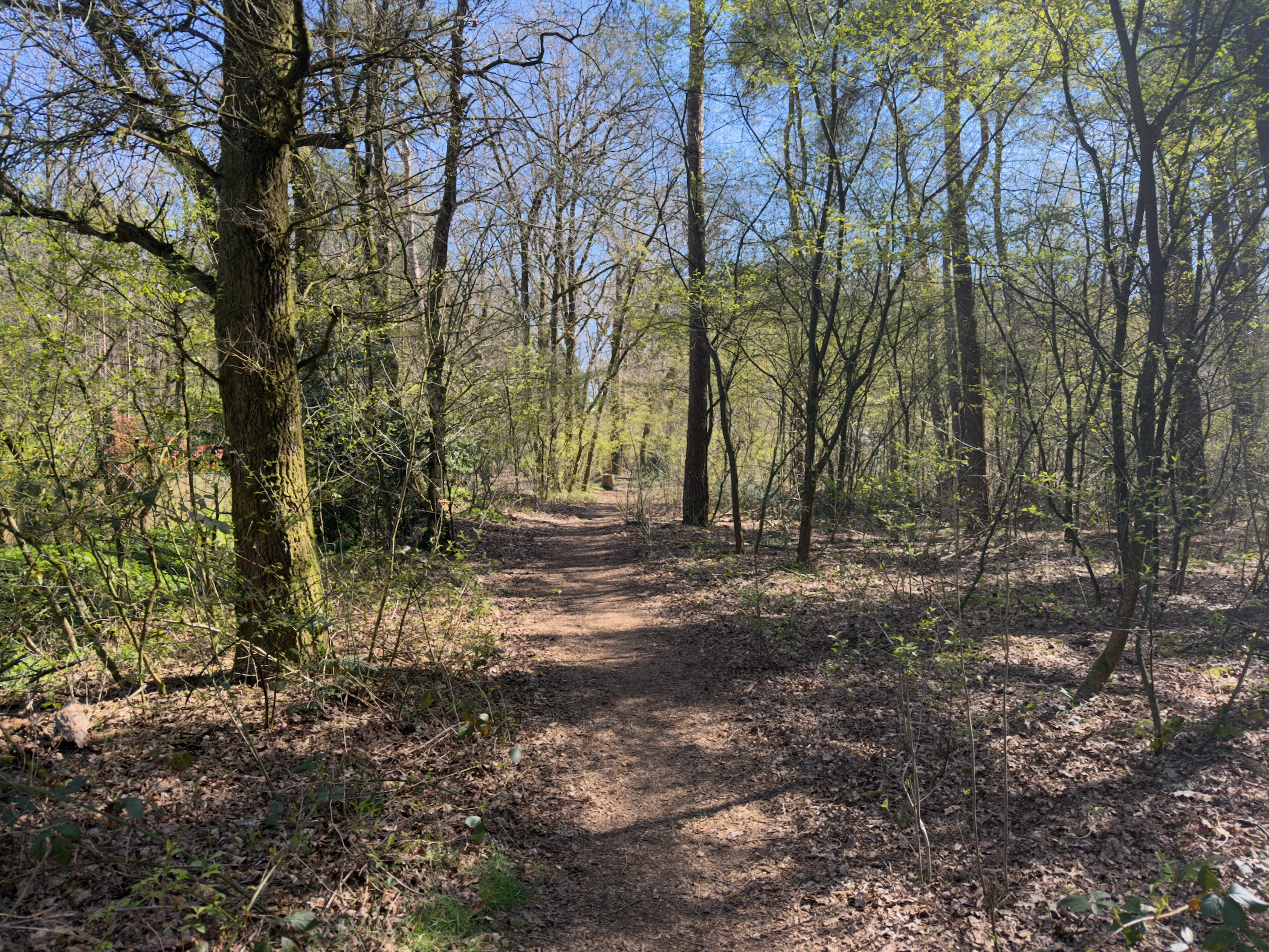 Narrow trail through young deciduous woodland with fresh spring growth
