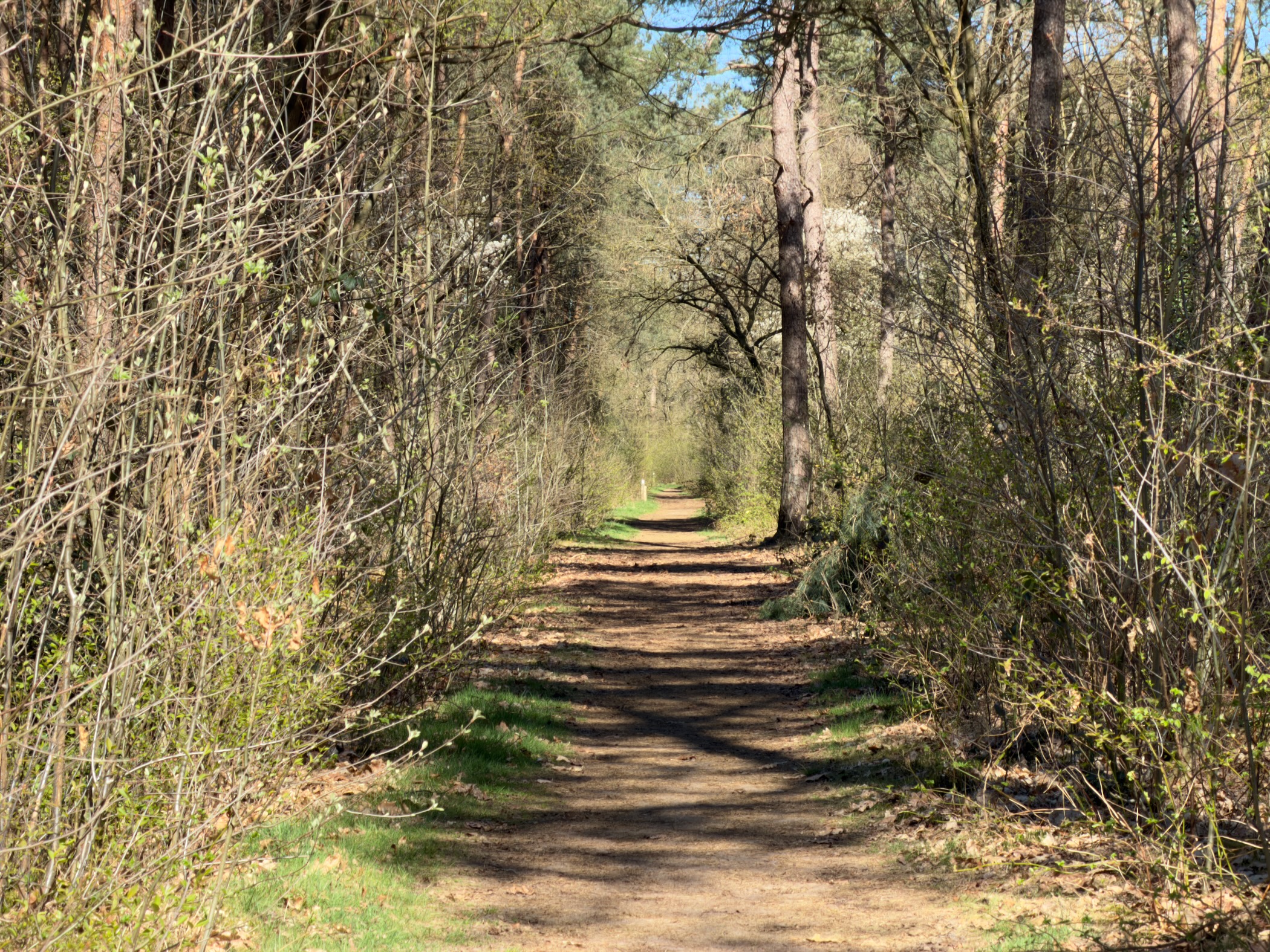 Straight trail through dense thin trees in early spring
