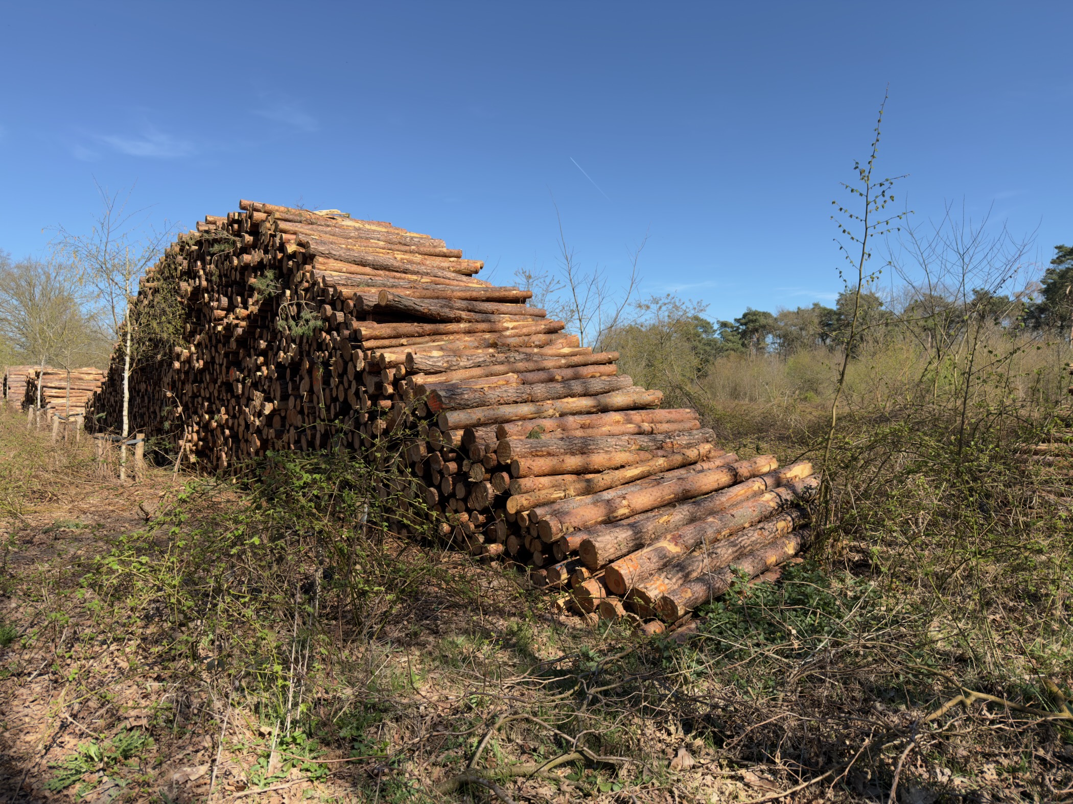 Large stack of freshly cut pine logs at the edge of woodland