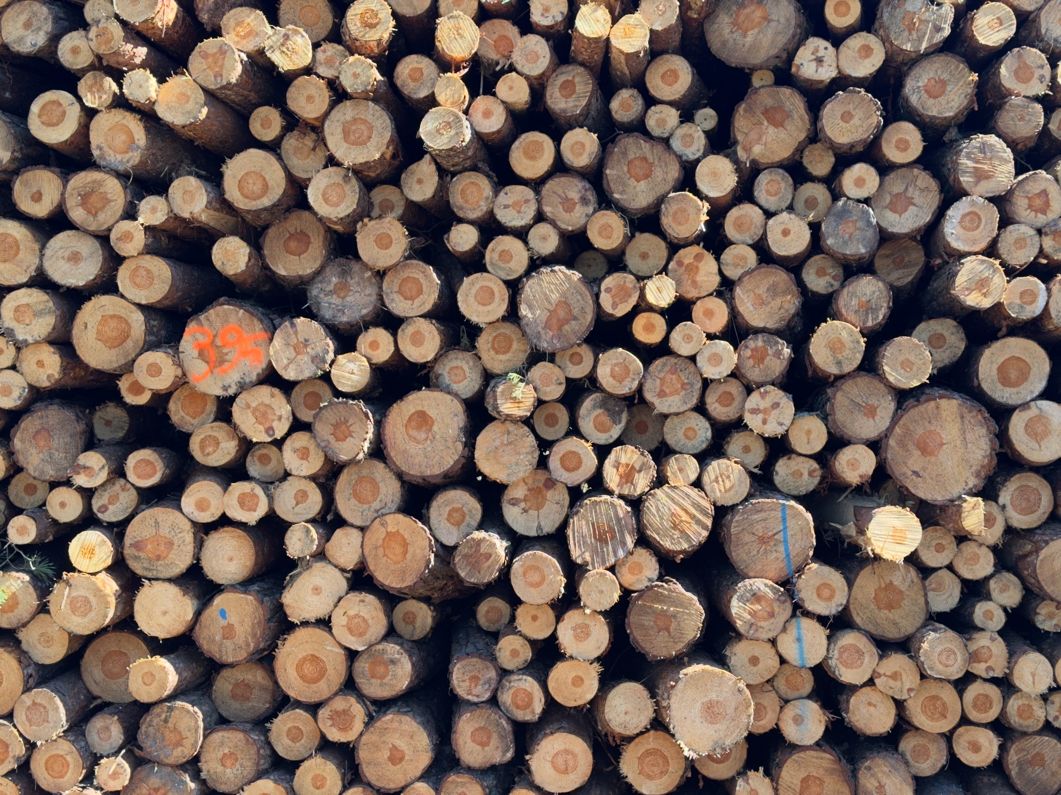 Close-up of stacked log ends showing tree rings in many sizes