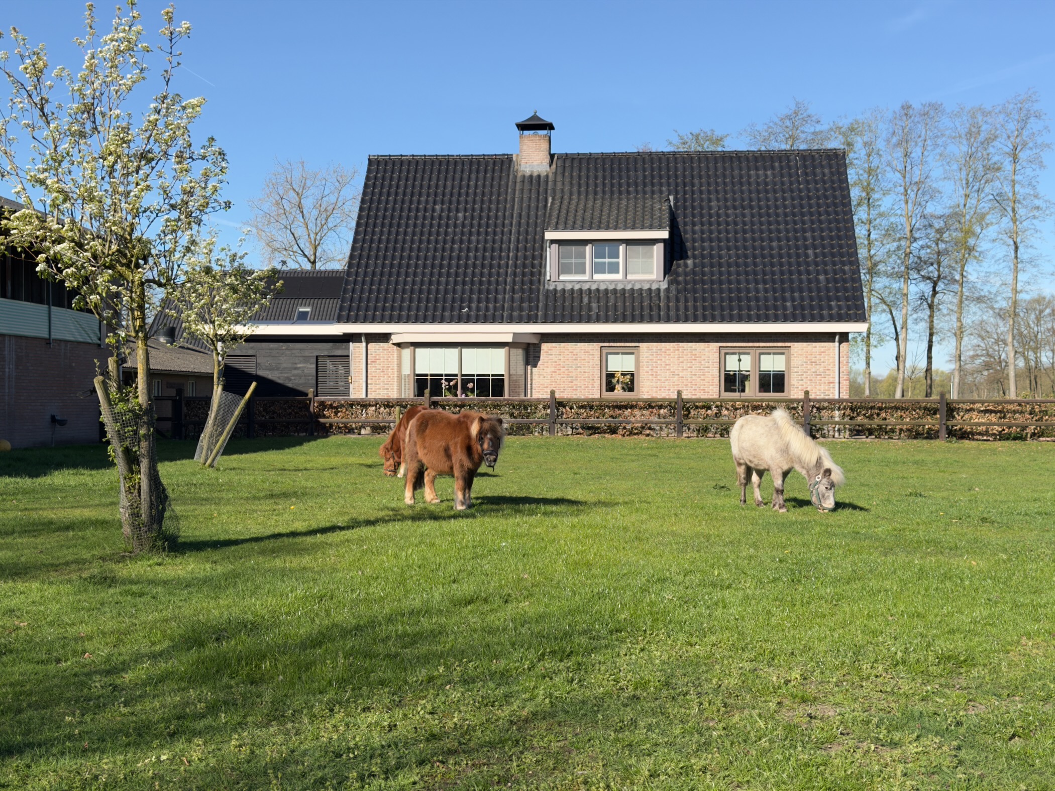 Two Shetland ponies grazing on a green lawn in front of a farmhouse