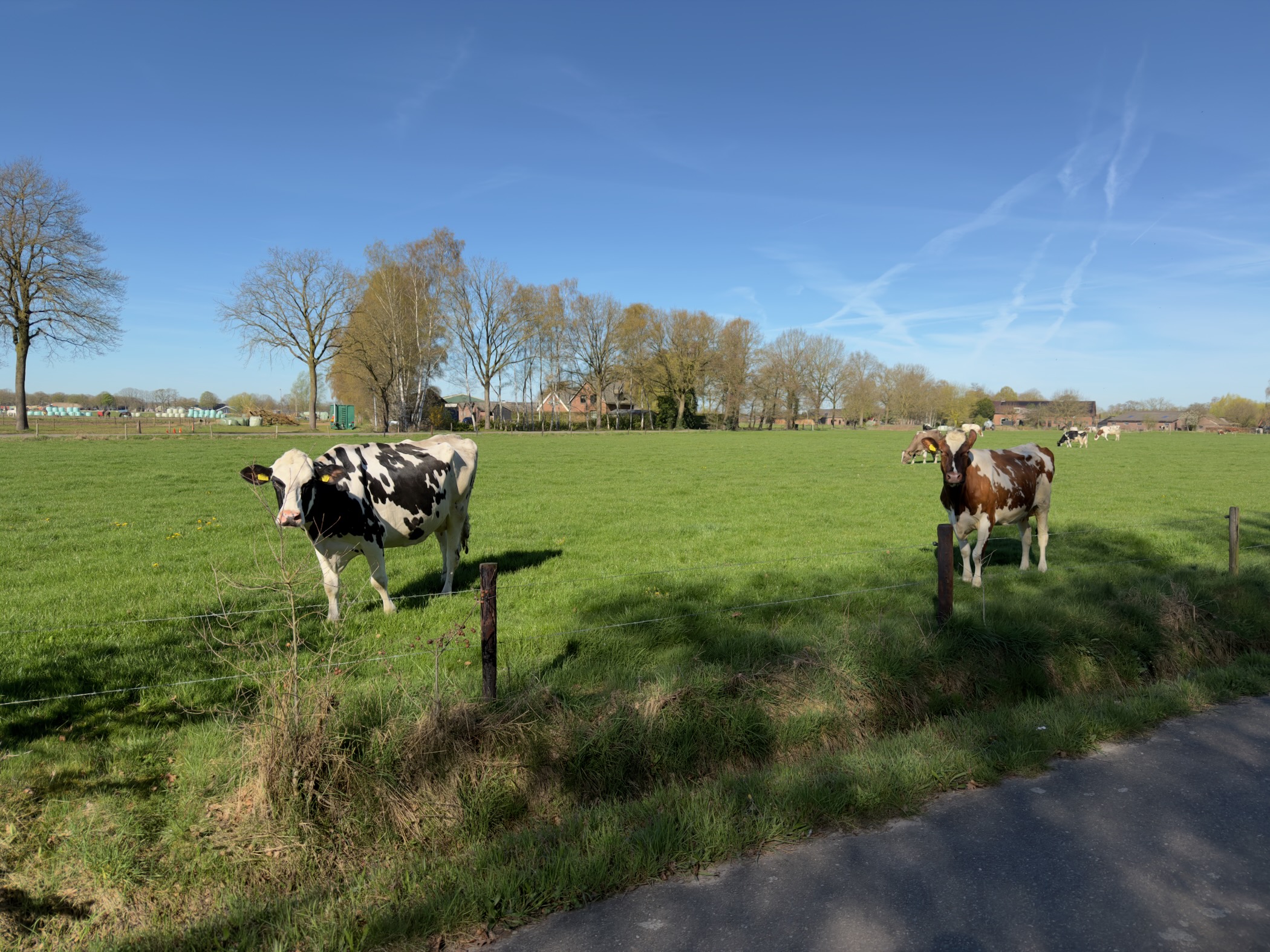 Black-and-white and brown cows standing in a green meadow