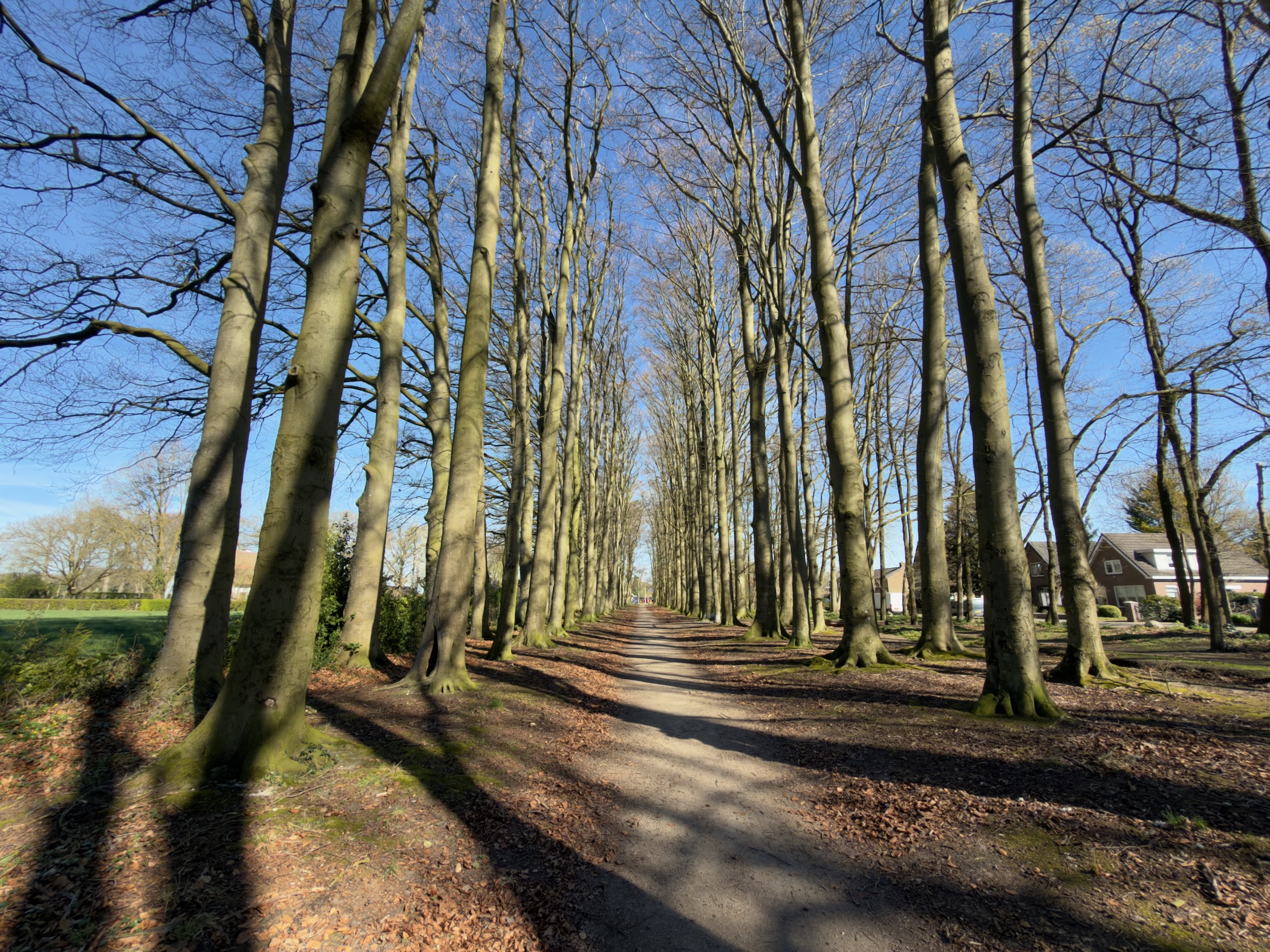 Tree-lined lane of tall beeches casting long shadows on the path