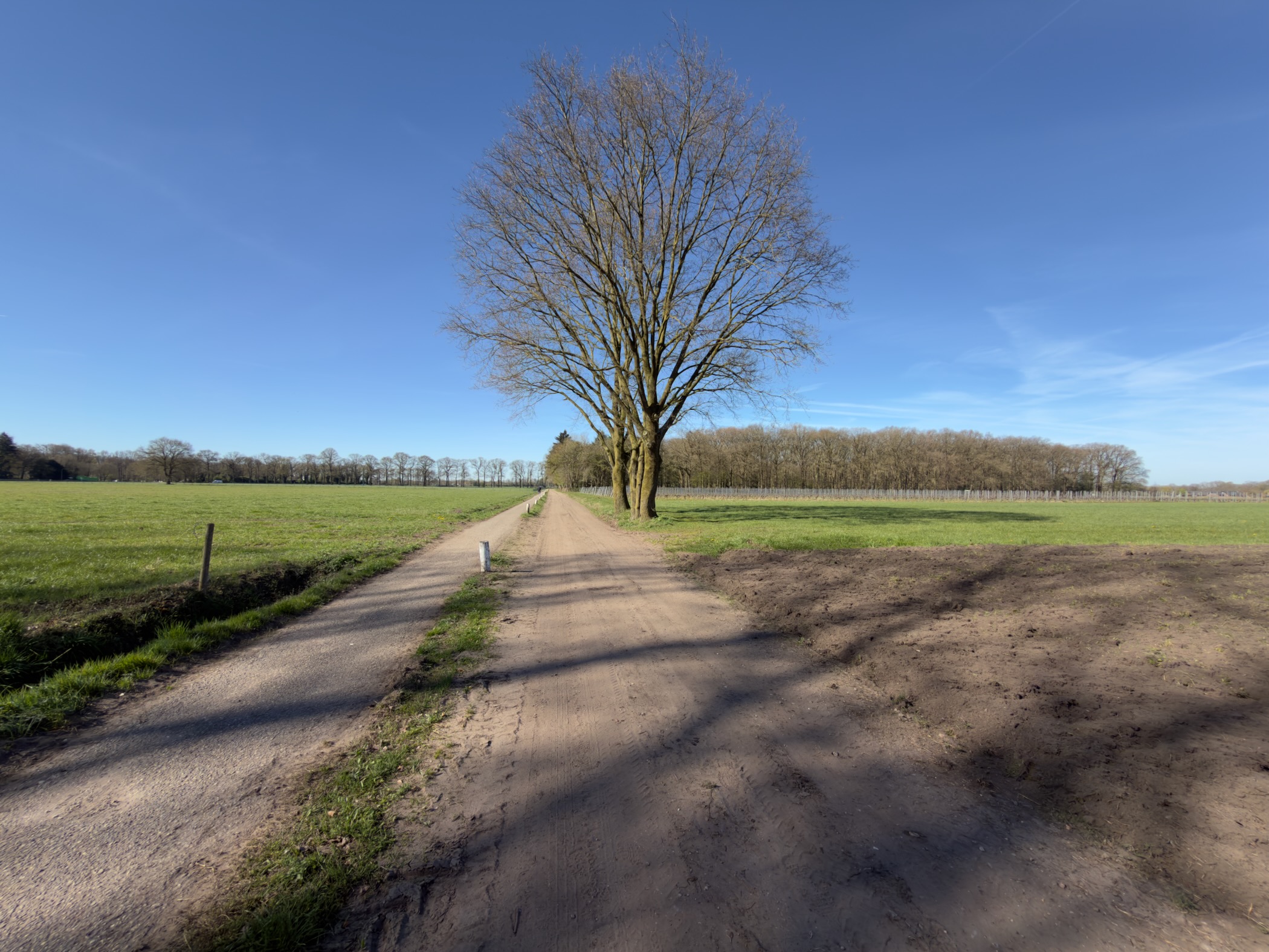 Straight dirt lane leading toward a solitary tree between green fields