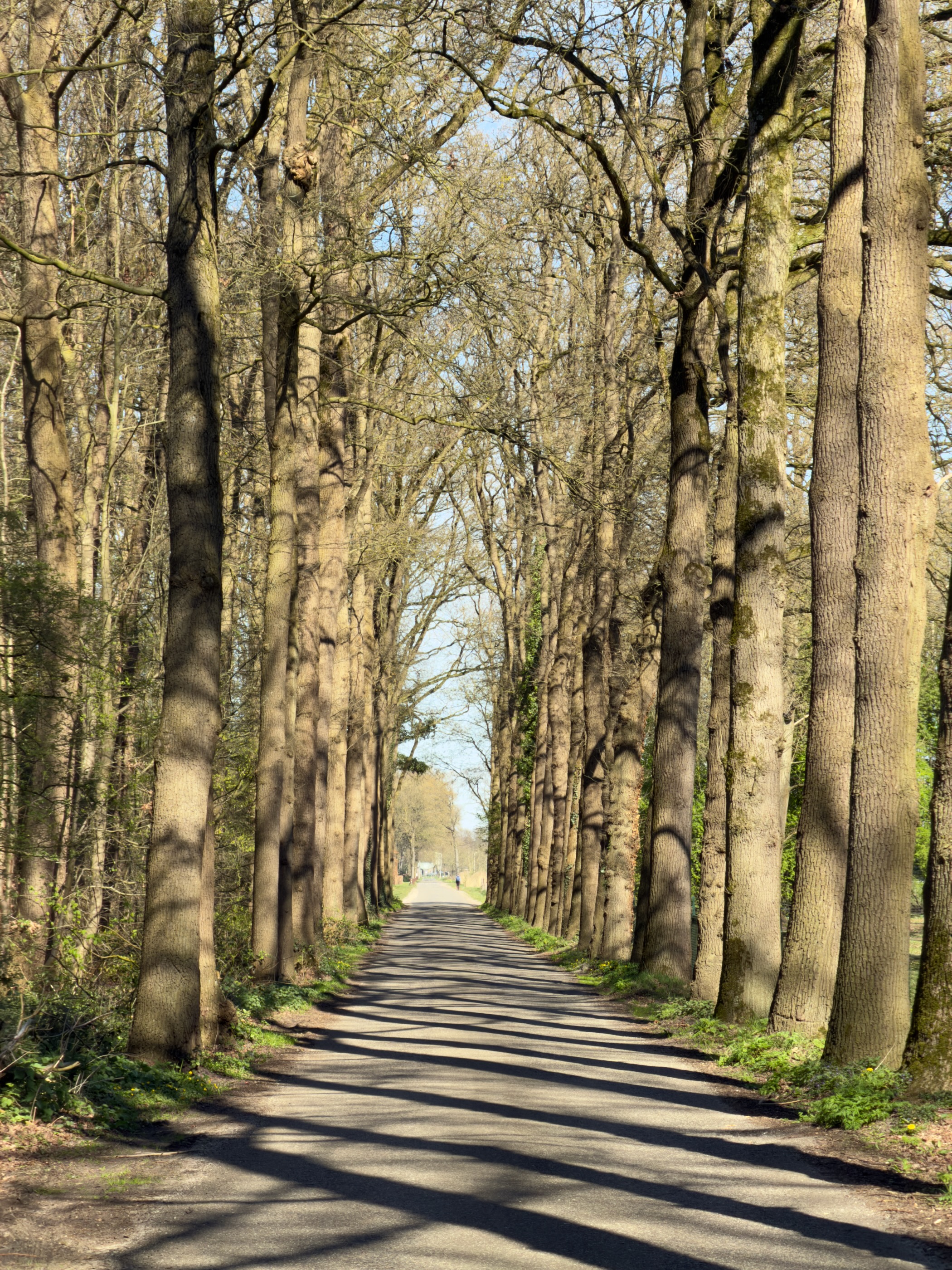 Tall oak tree tunnel arching over a narrow shaded lane