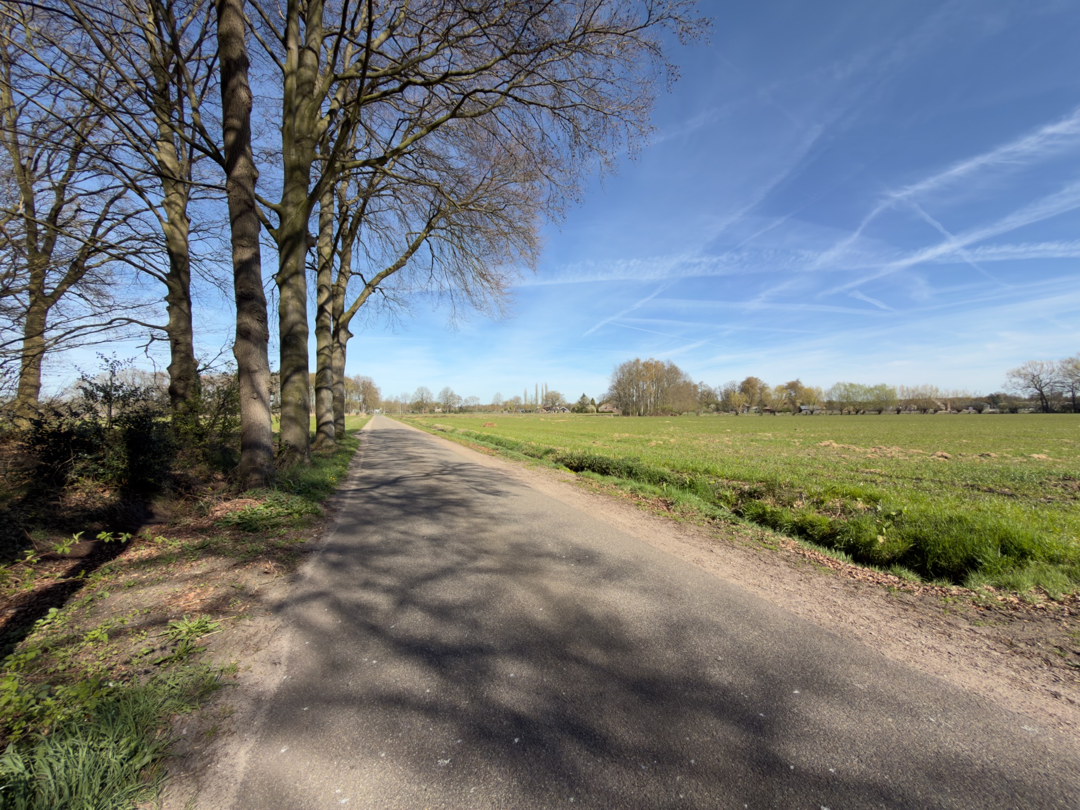 Narrow country road lined with trees alongside open pastureland