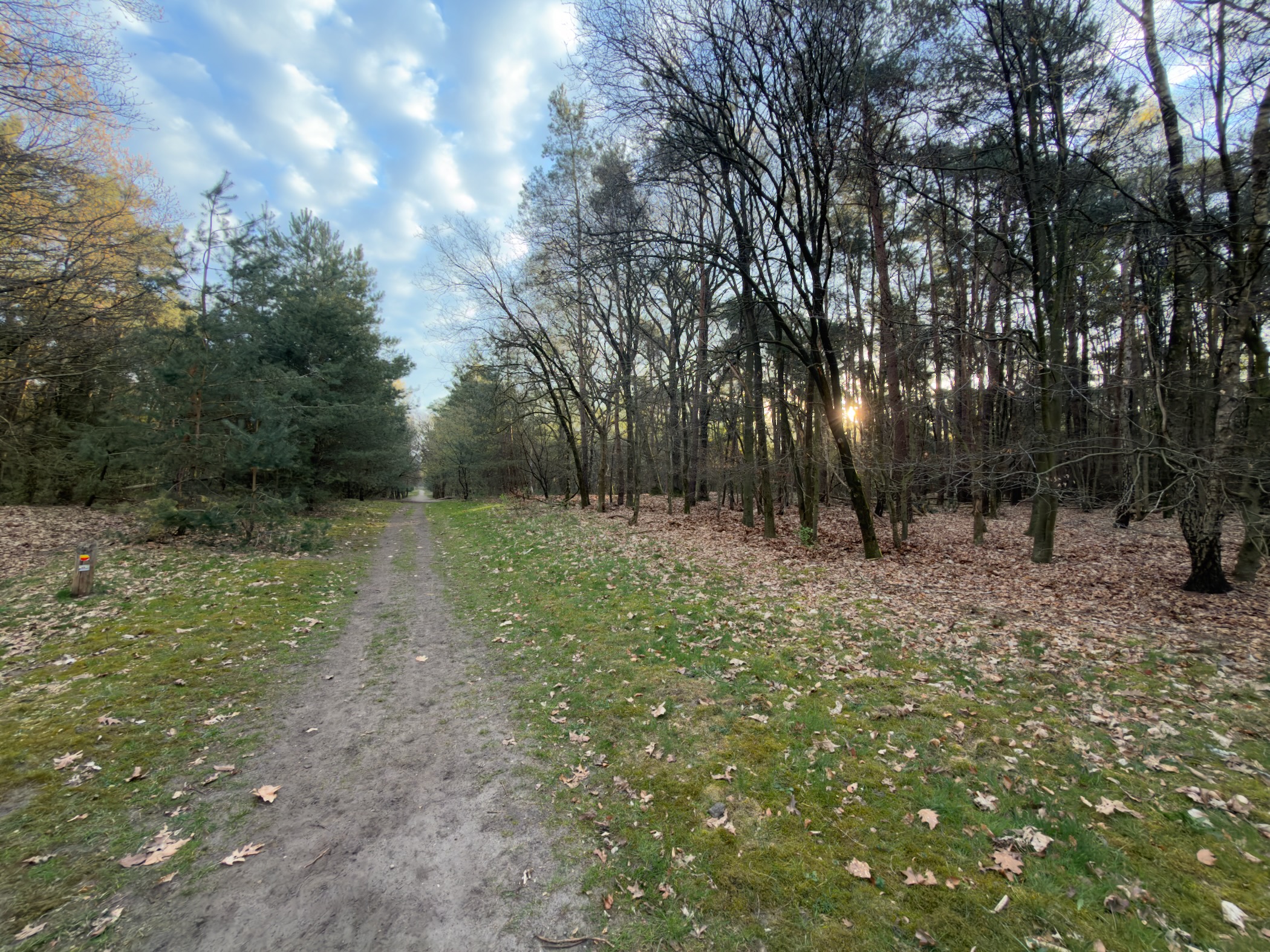 Grassy forest trail through mixed woodland with late afternoon sun