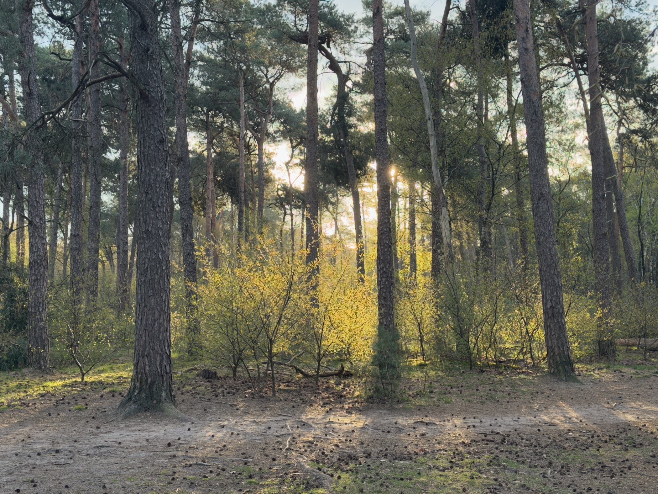 Sunlight filtering through pine trees onto bright green understory