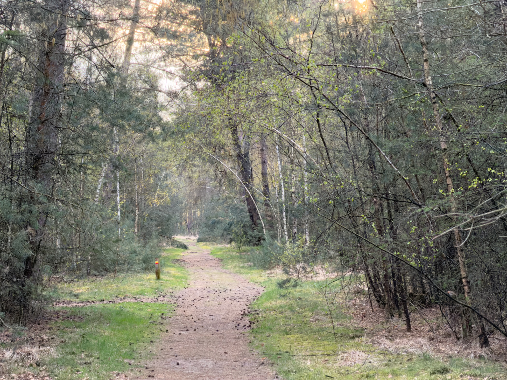 Narrow sandy path winding through a birch and pine forest