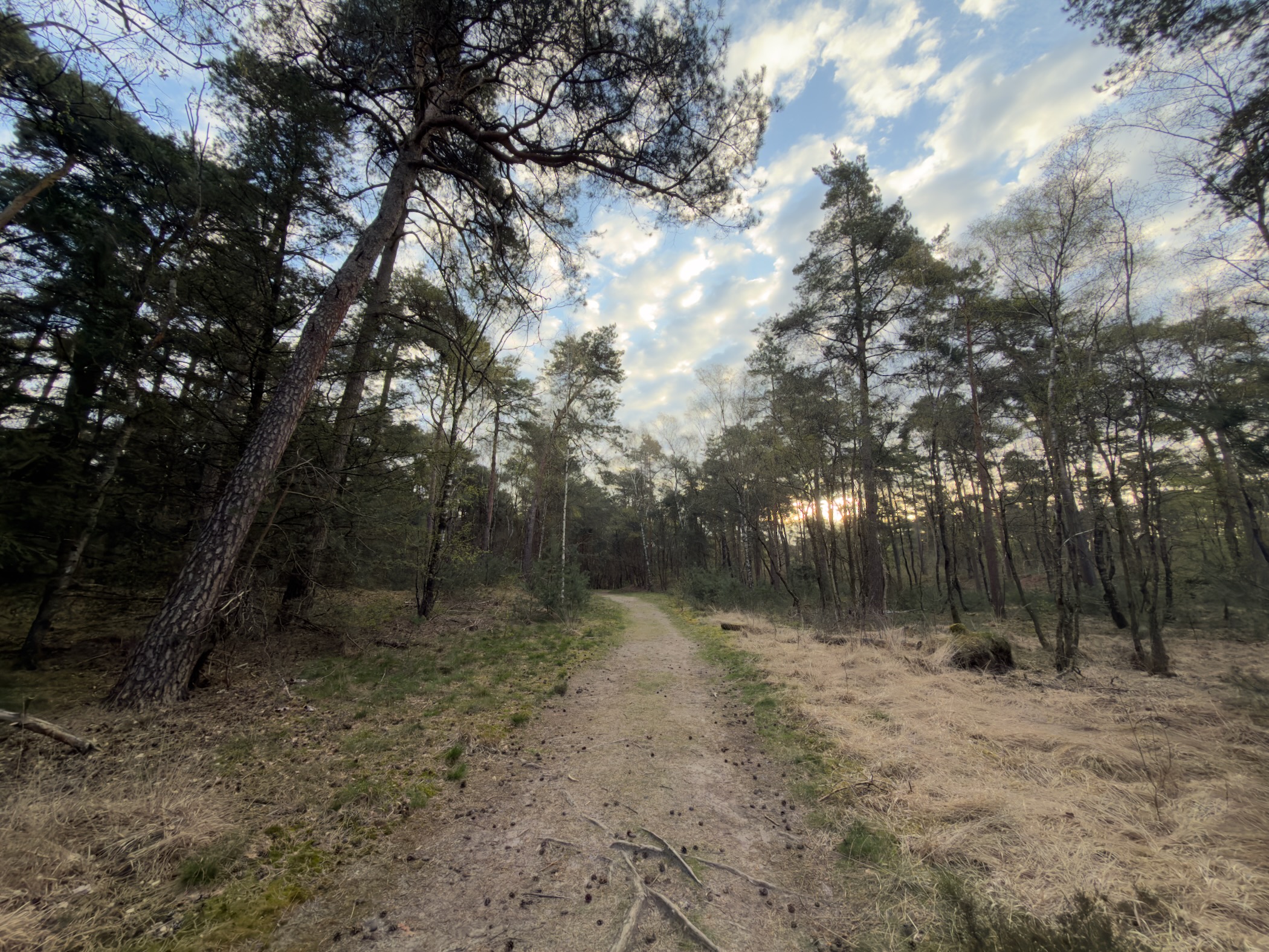 Sandy trail through pine forest with dried grass under a cloudy sky