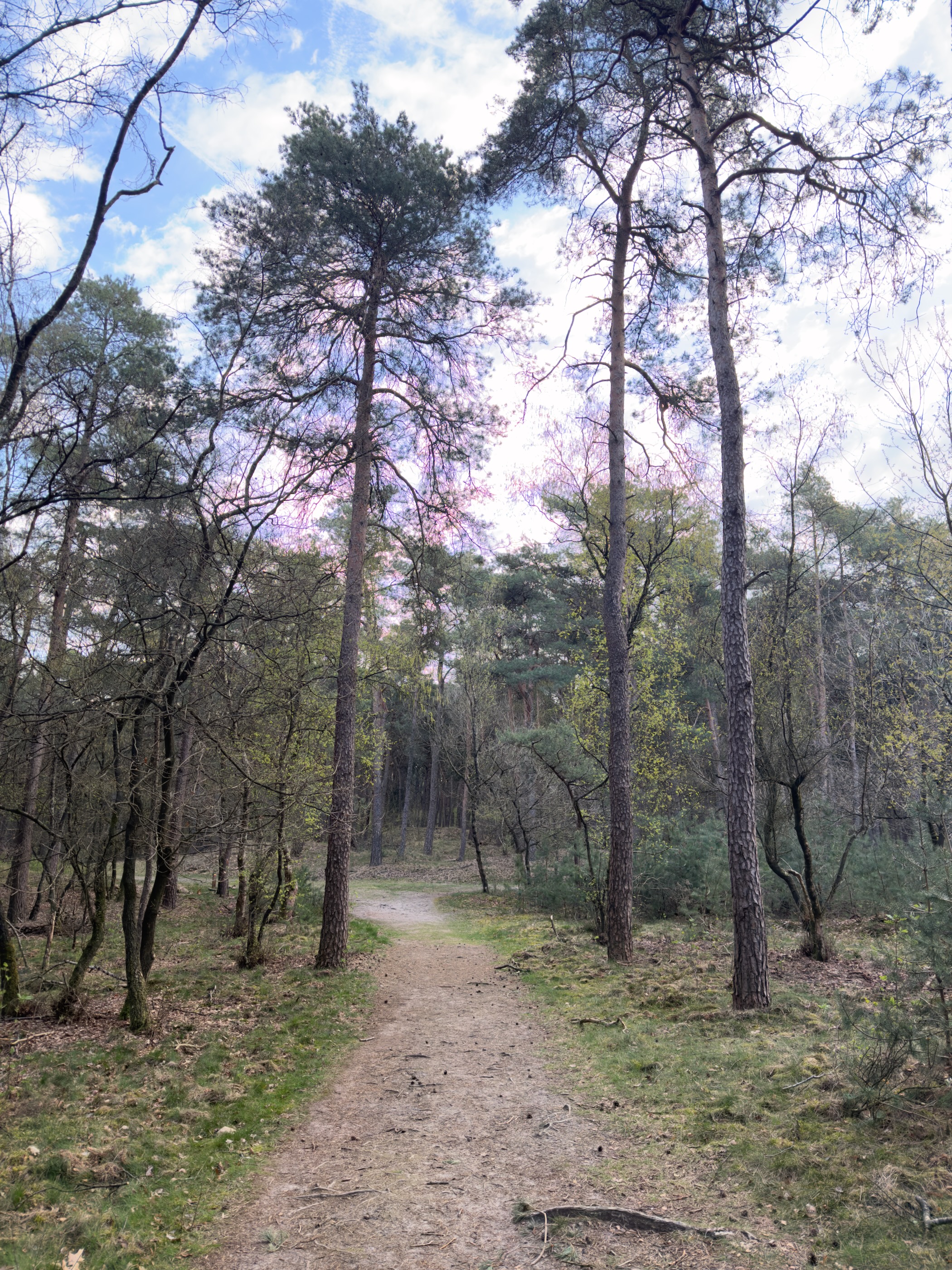 Footpath beneath tall pine trees reaching toward a partly cloudy sky