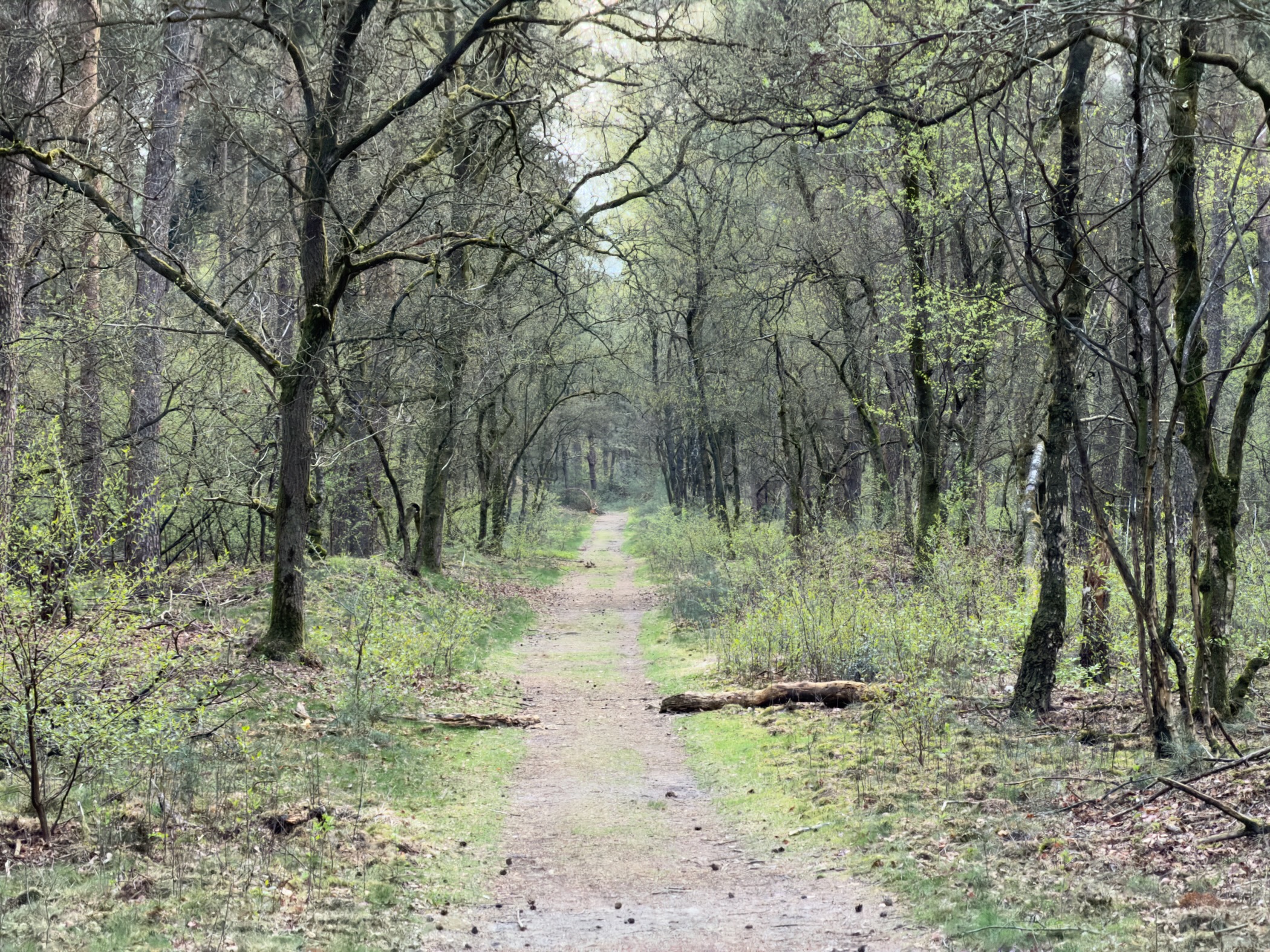 Overgrown trail through a deciduous woodland with fresh spring leaves